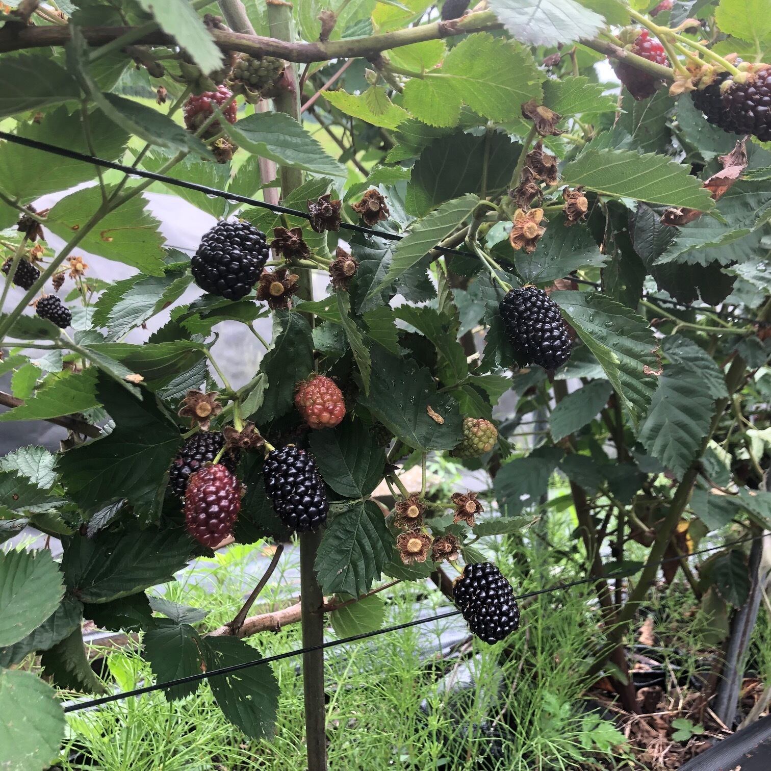 9302d8012a71f4f4aded3d83d301fd