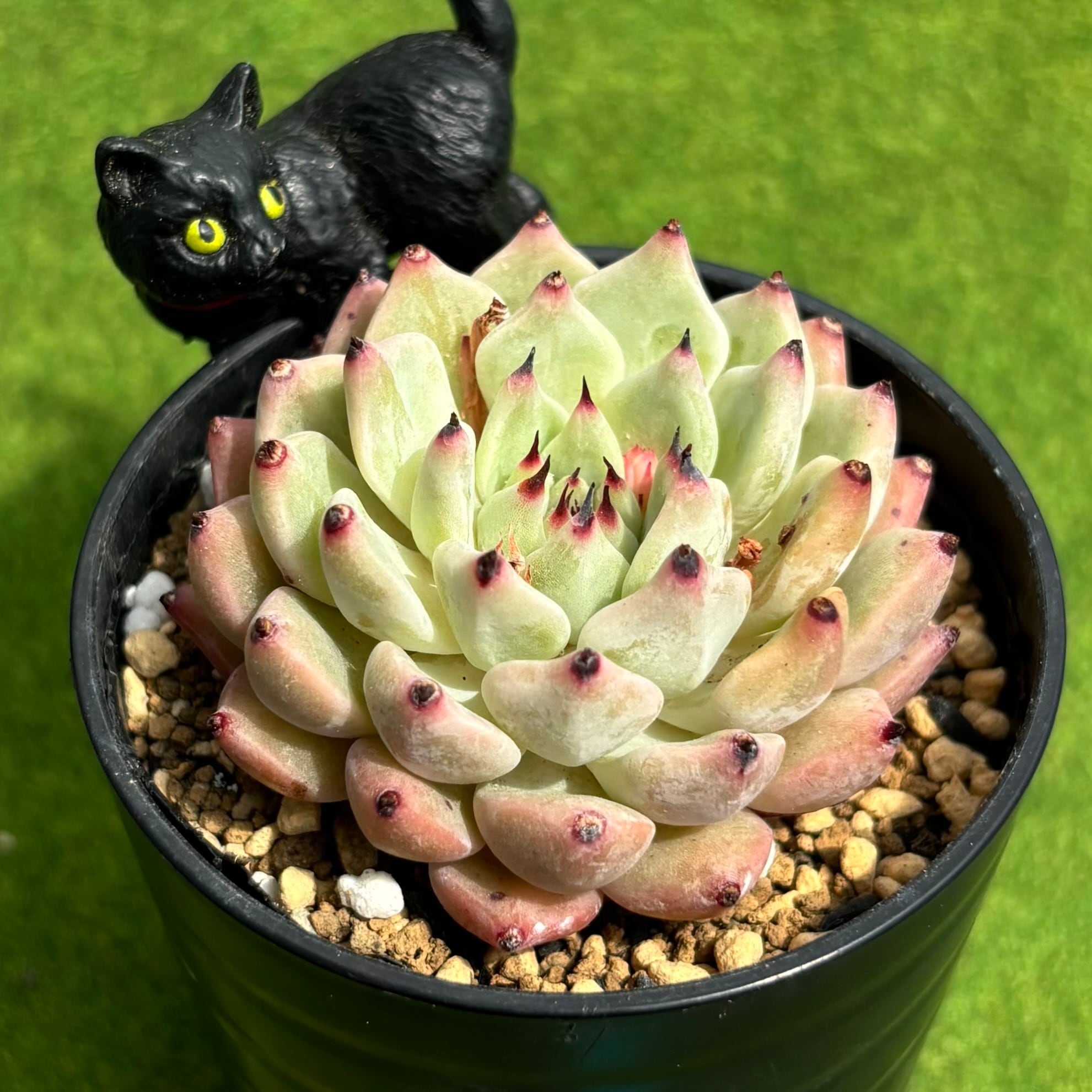 Sansevieria 'Tower Variegated' サンスベリア・タワー 斑入り | PAY ID
