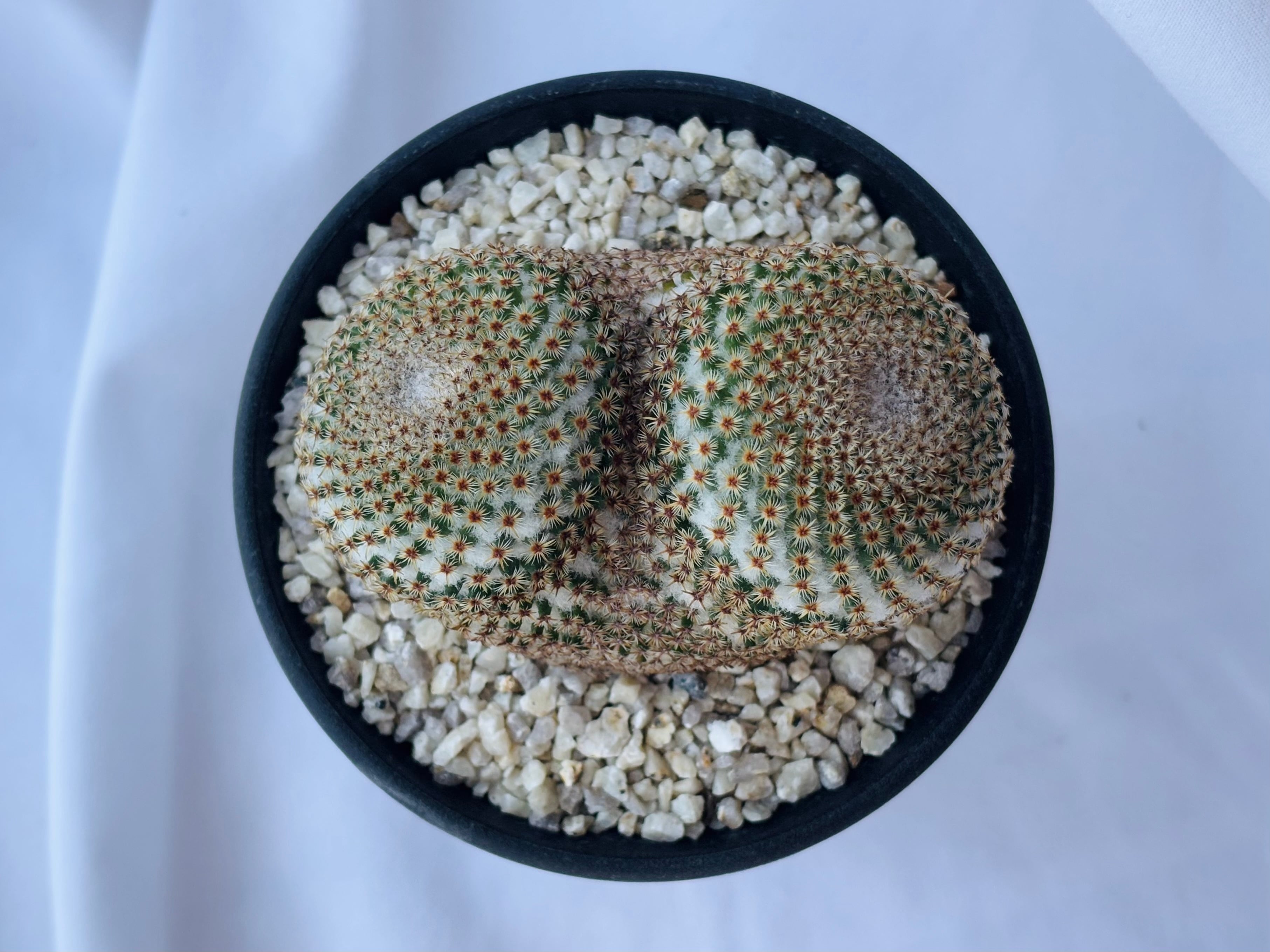 Mammillaria crucigera マミラリア クルシゲラ サボテン