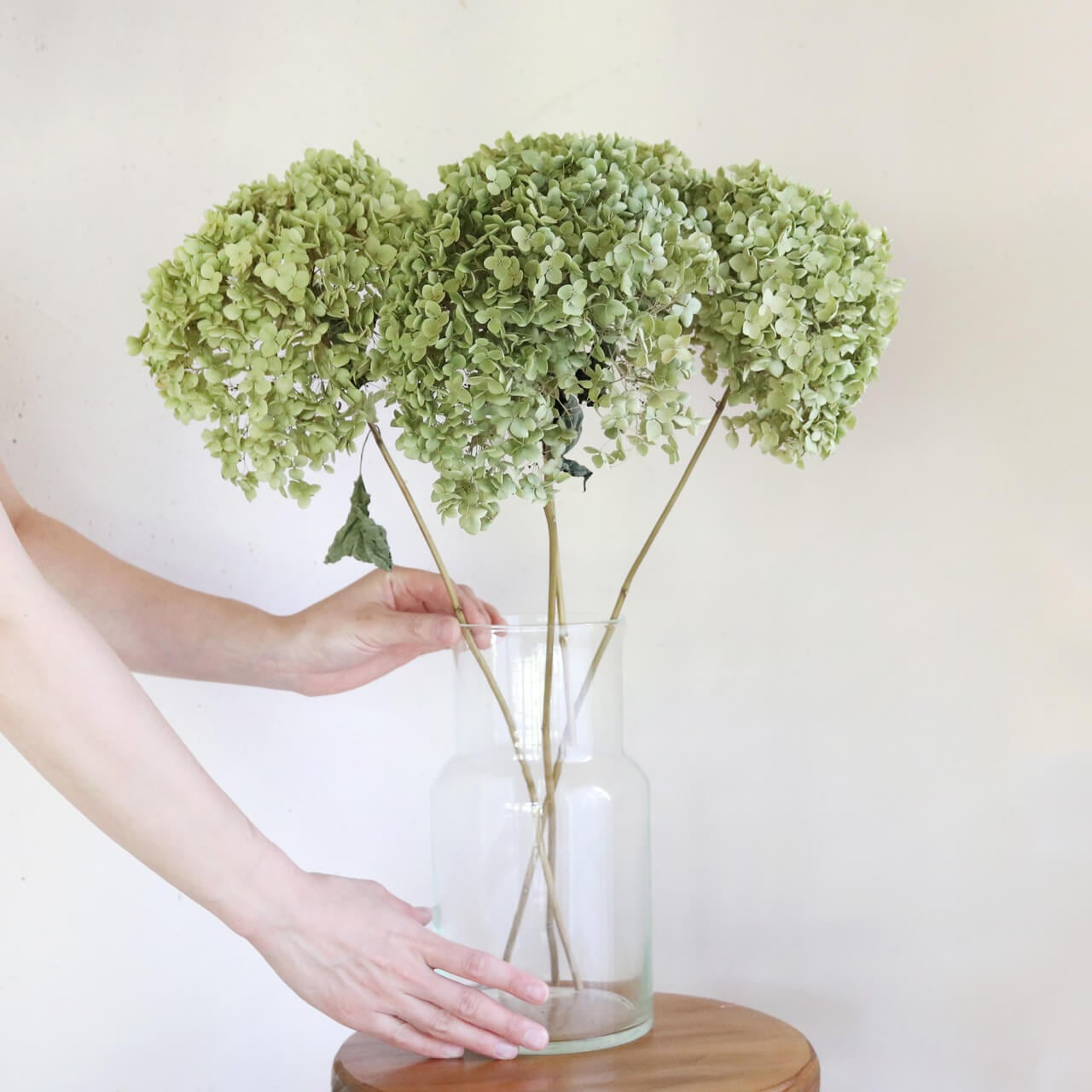 【約直径15~20cm】アナベル枝つき 中 /アジサイ あじさい/国産ドライフラワー 花材 リース 手作り インテリア ナチュラル 材料 素材 グリーン