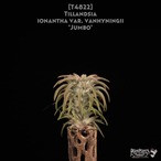 【送料無料】ionantha var. vanhyningii 'Jumbo'〔エアプランツ〕現品発送T4822