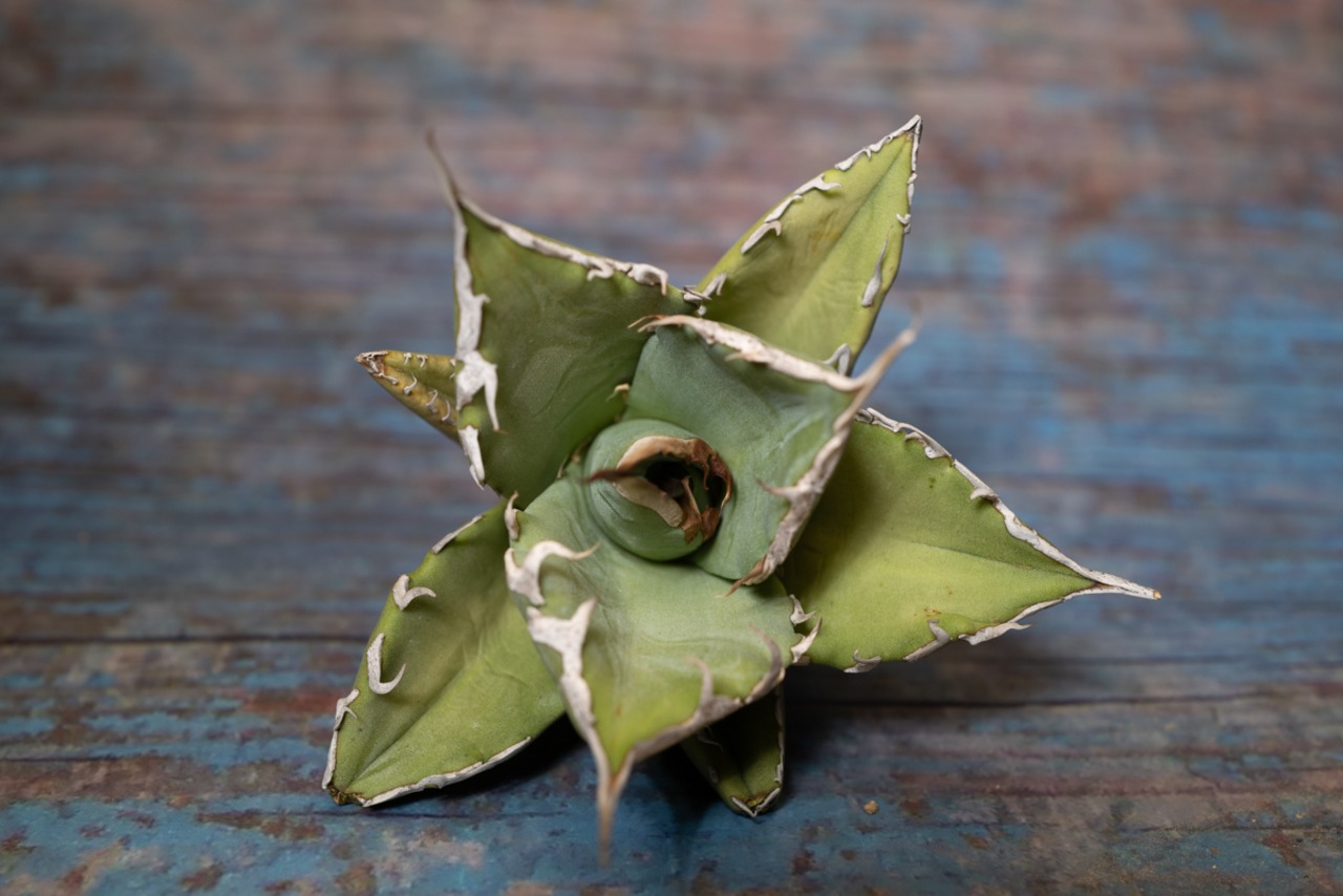 アガベ チタノタ Bone spine② 画像4