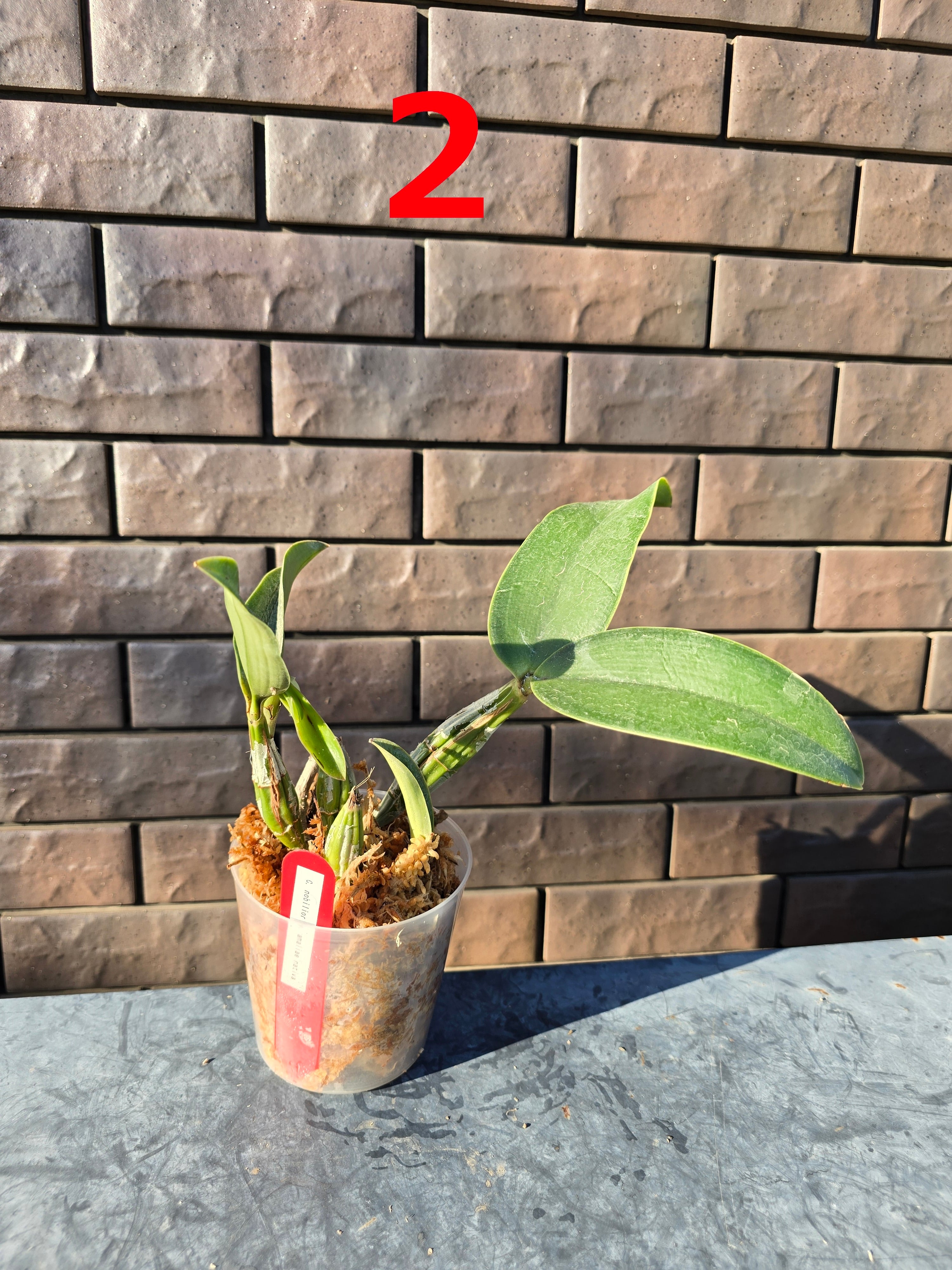 多肉植物 アエオニウム 孔雀白錦 美苗 #孔3 | PAY ID