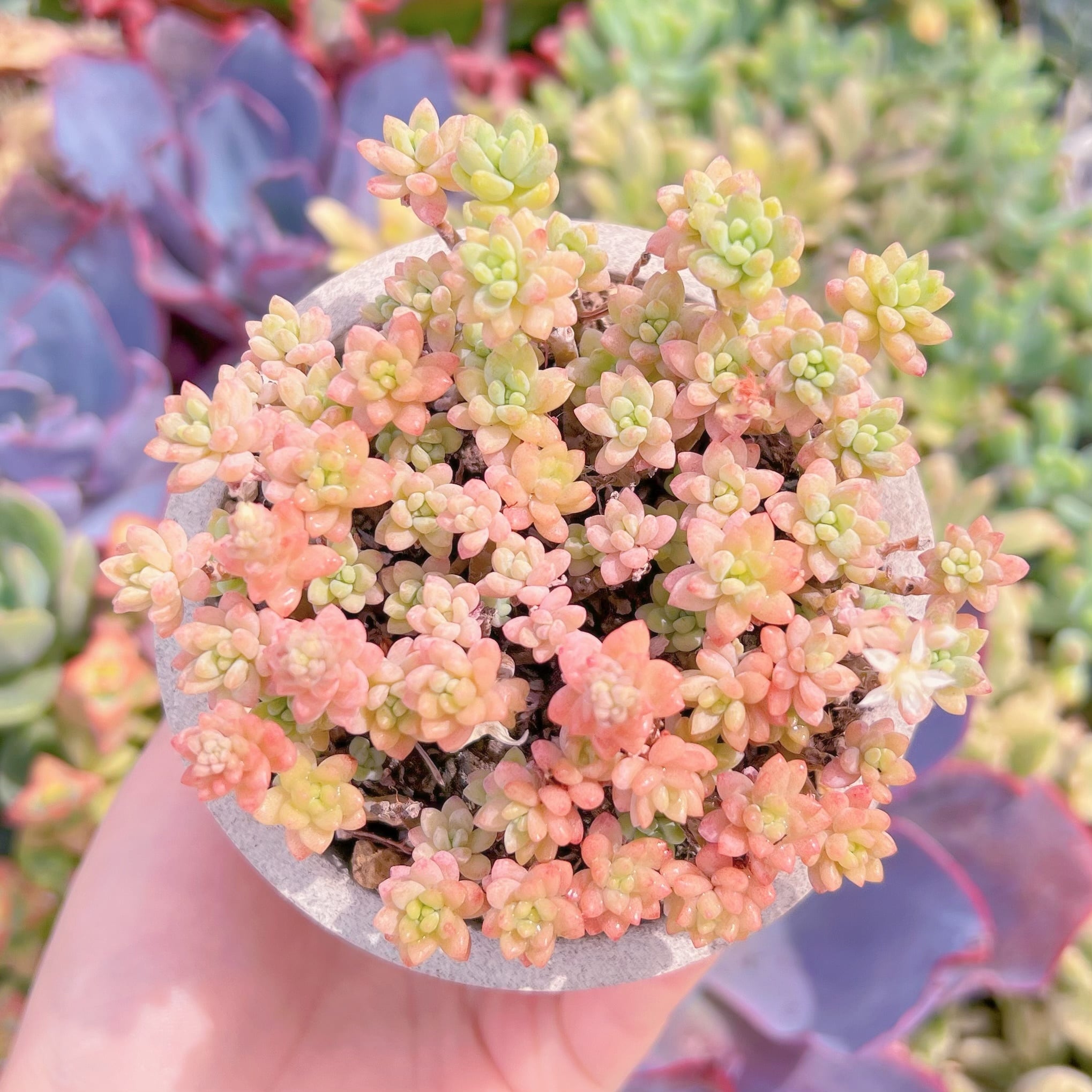 現品　Flower Group Variegata#M197　るる農園