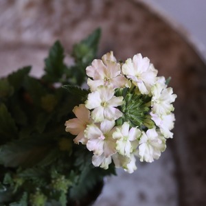 mondimanche 宿根草　バーベナ　ヴァネッサ　ライム｜寄植えにオススメ　長く楽しめるお花です