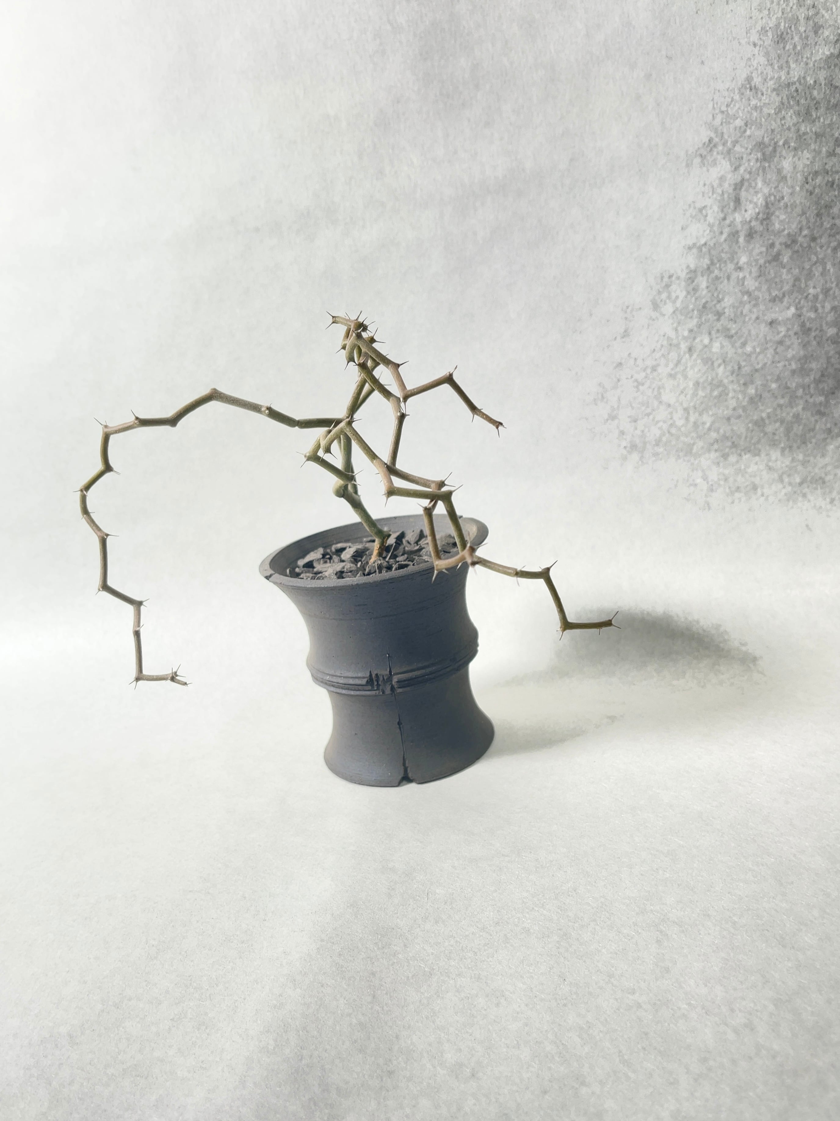 デカリア・マダガスカリエンシス | trigger