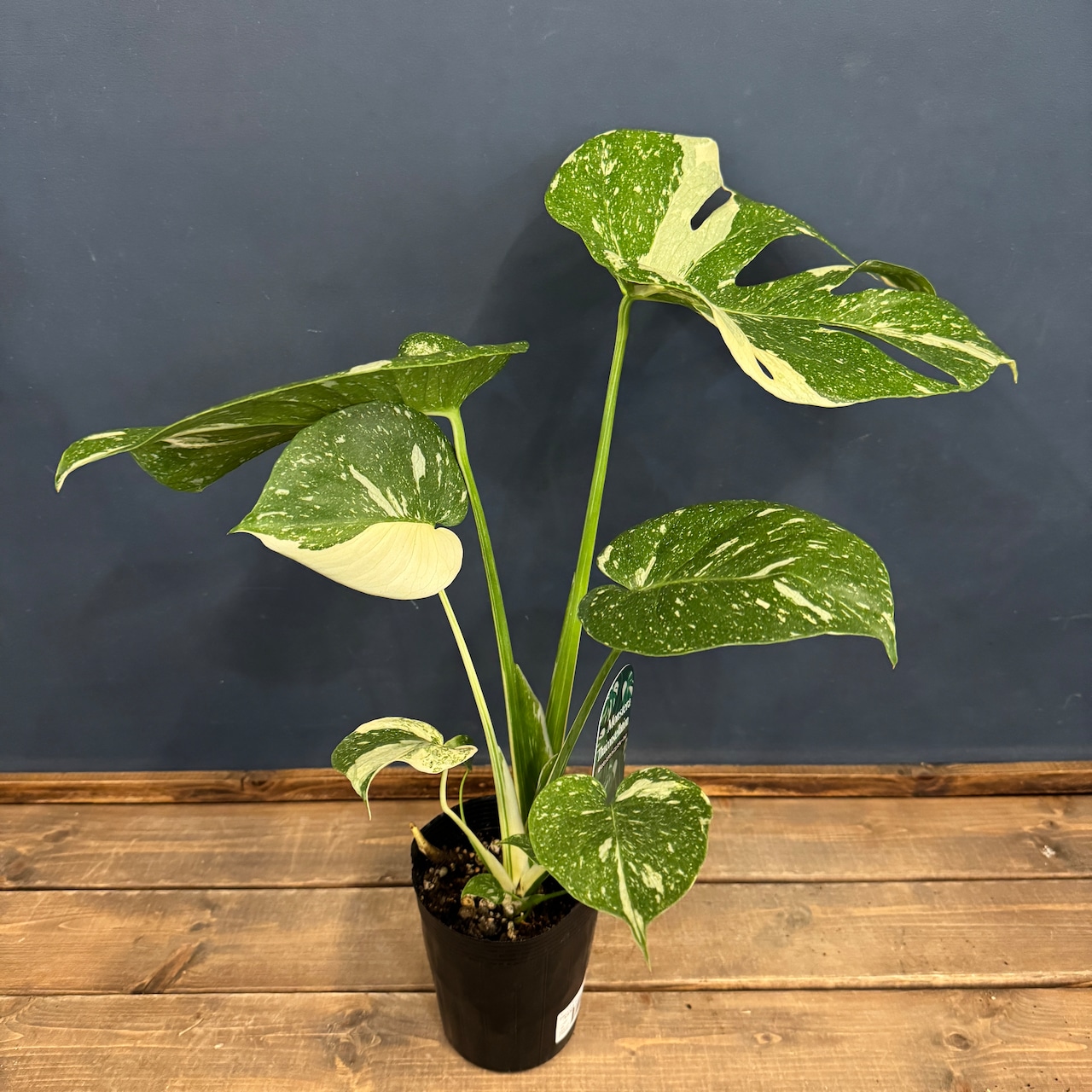 モンステラ タイコンステレーション【374】