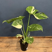 モンステラ タイコンステレーション【374】