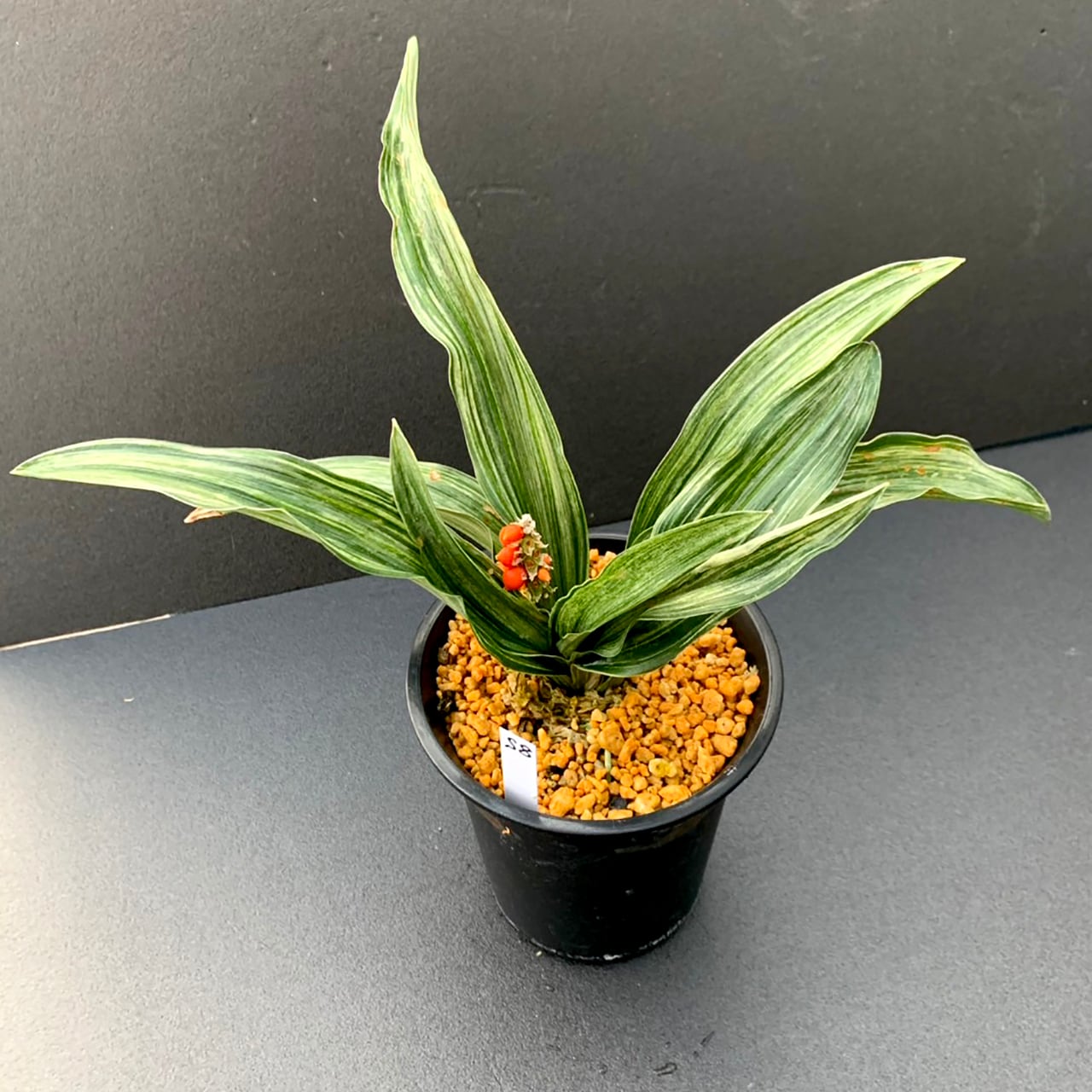 万年青「最晃閣」 【公式通販】