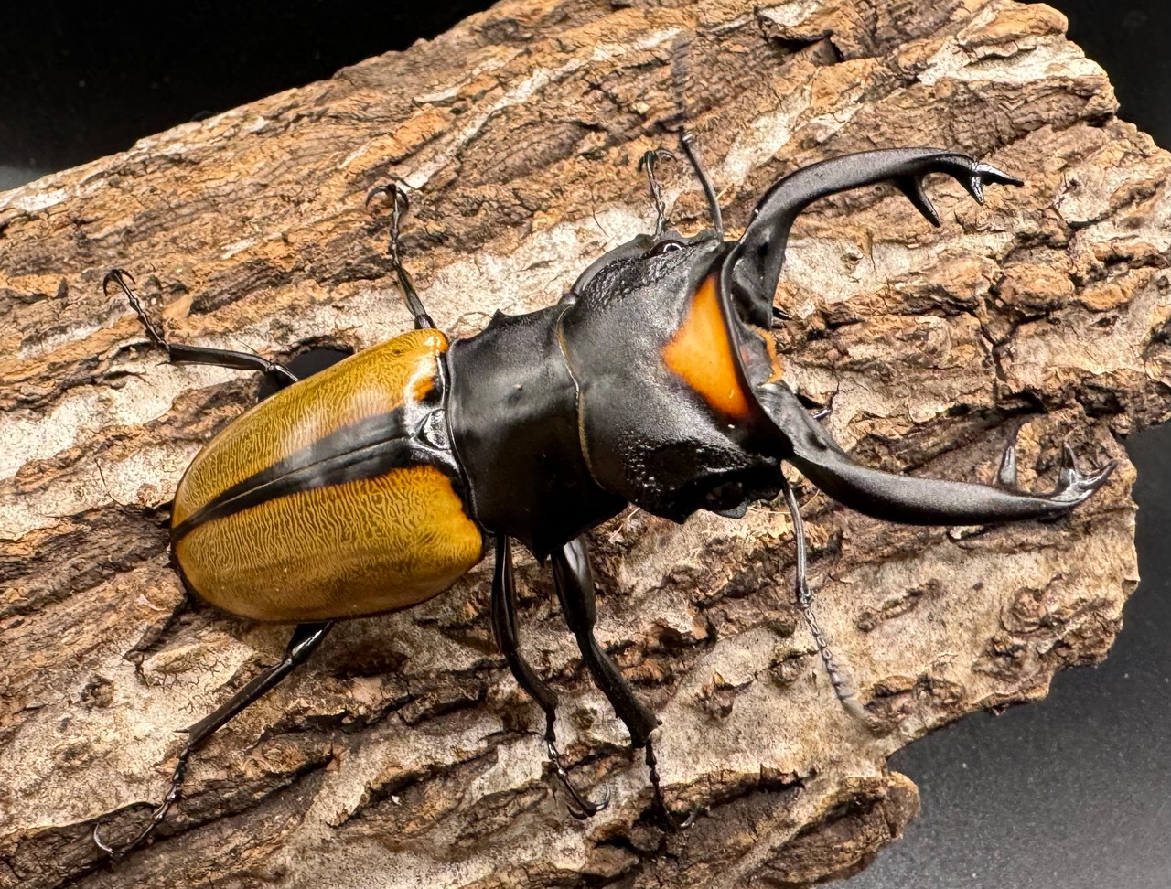 【WD】《ラコダールツヤクワガタ アチェ産 77.5mm ペア》