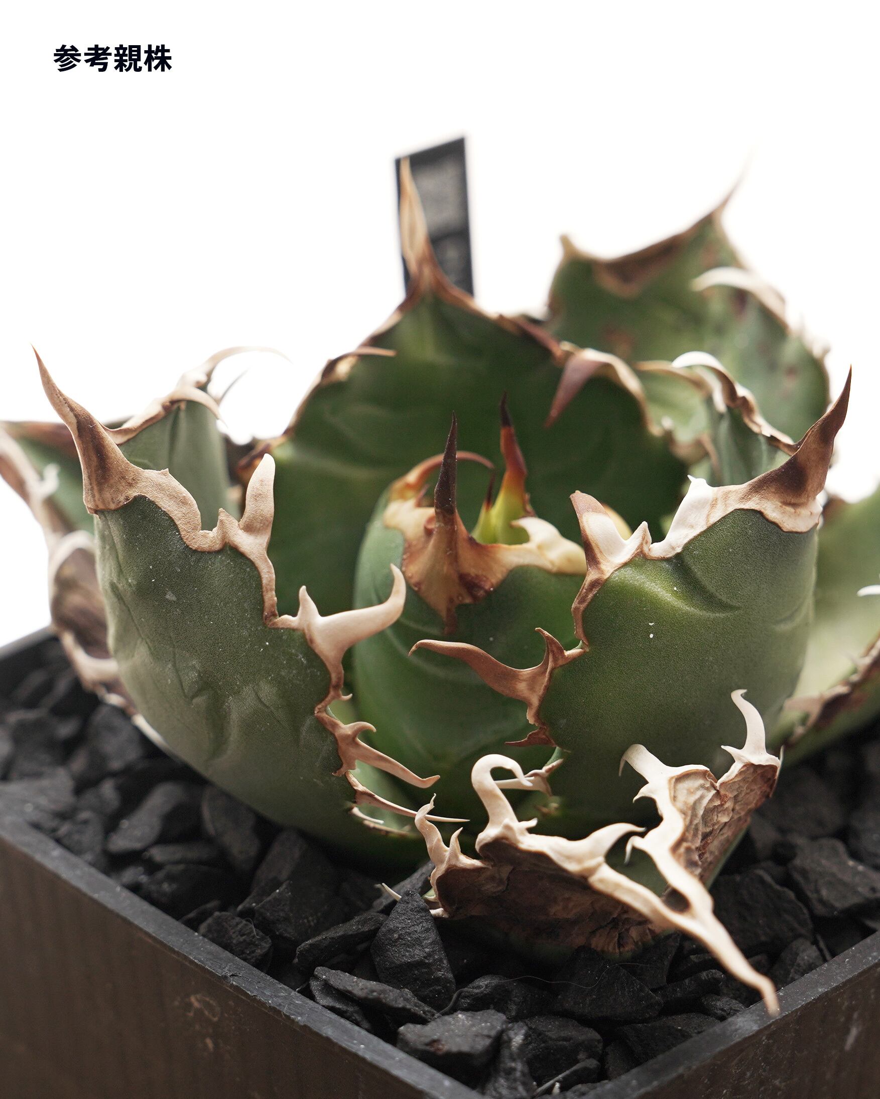 旧来白鯨 京都株 Agave titanota 'Hakugei' traditional Kyoto