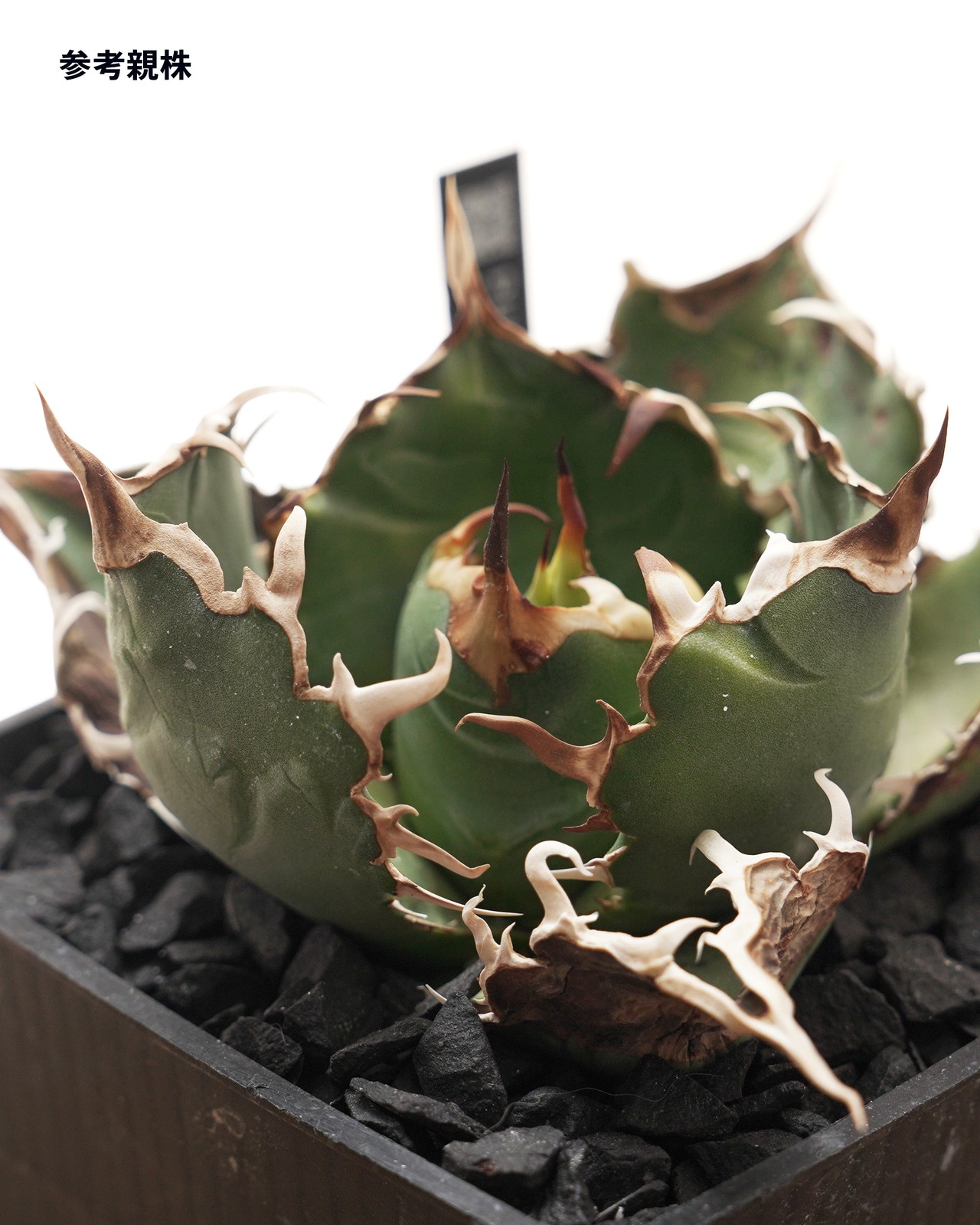 旧来白鯨 京都株 Agave titanota 'Hakugei' traditional Kyoto