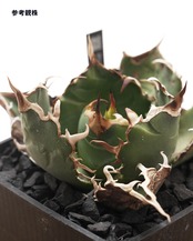 旧来白鯨 京都株 Agave titanota 'Hakugei' traditional Kyoto