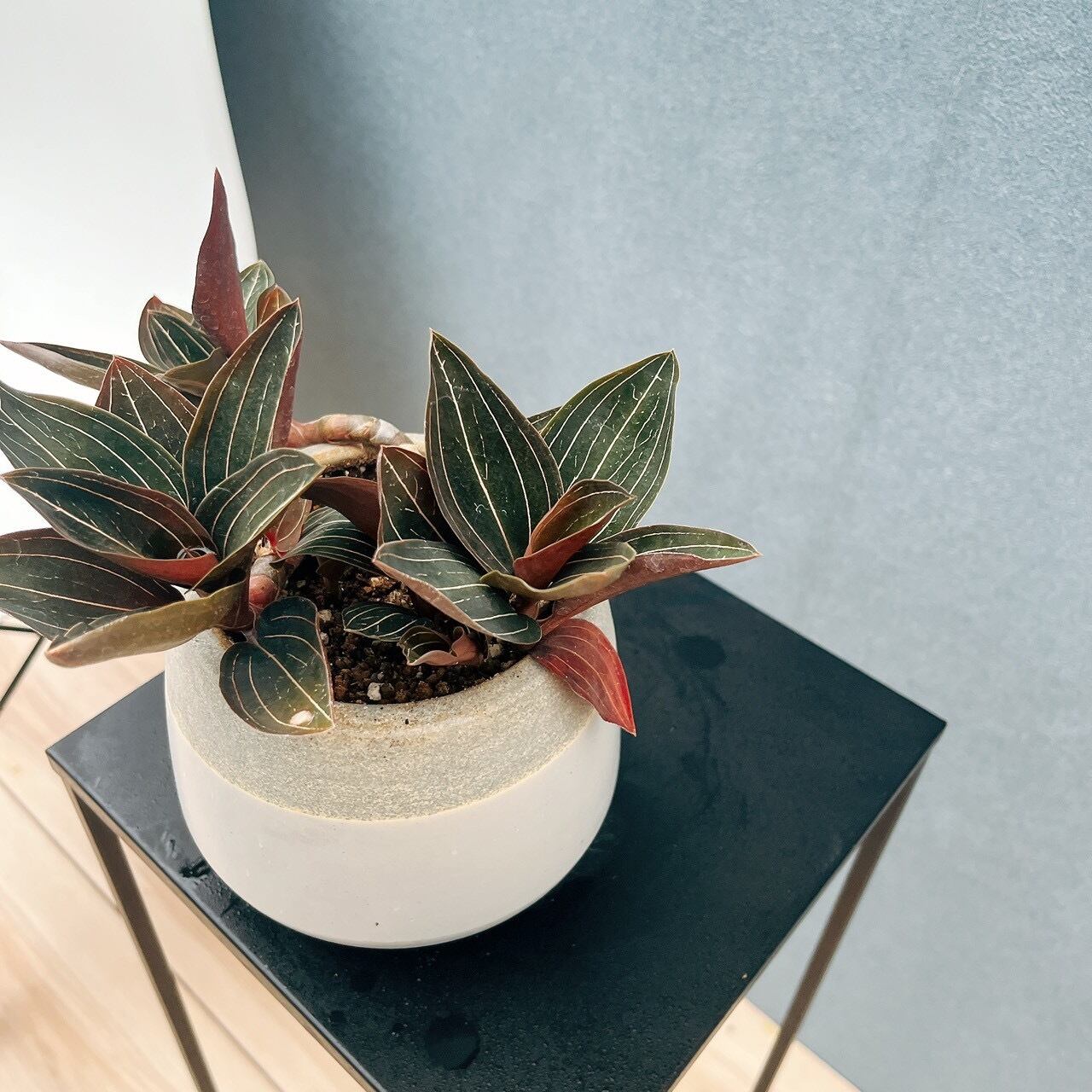 現品］【希少】☆宝石蘭☆ ルディシア ルミエル 観葉植物 かわいい