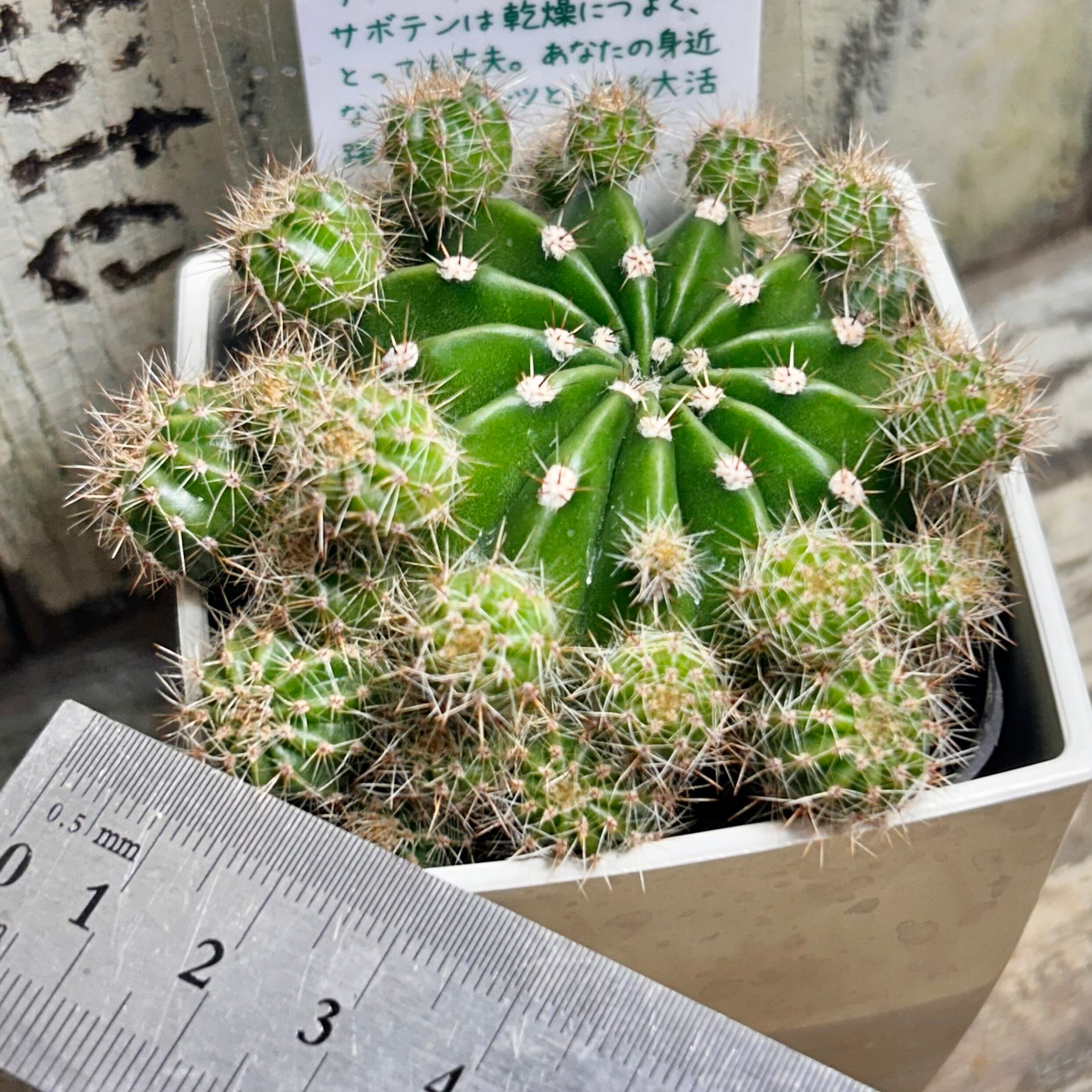 短毛丸 | RuPo 多肉植物専門店