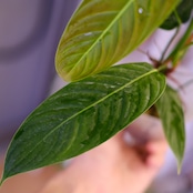 Philodendron heterocraspedon|フィロデンドロン・ヘテロクラペドン②|観葉植物