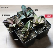 LEDライト 小型AS型 16W 電球色 ブラック