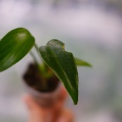 モンステラ バールマルクスフレーム / Monstera 'Burle Marx's Flame④