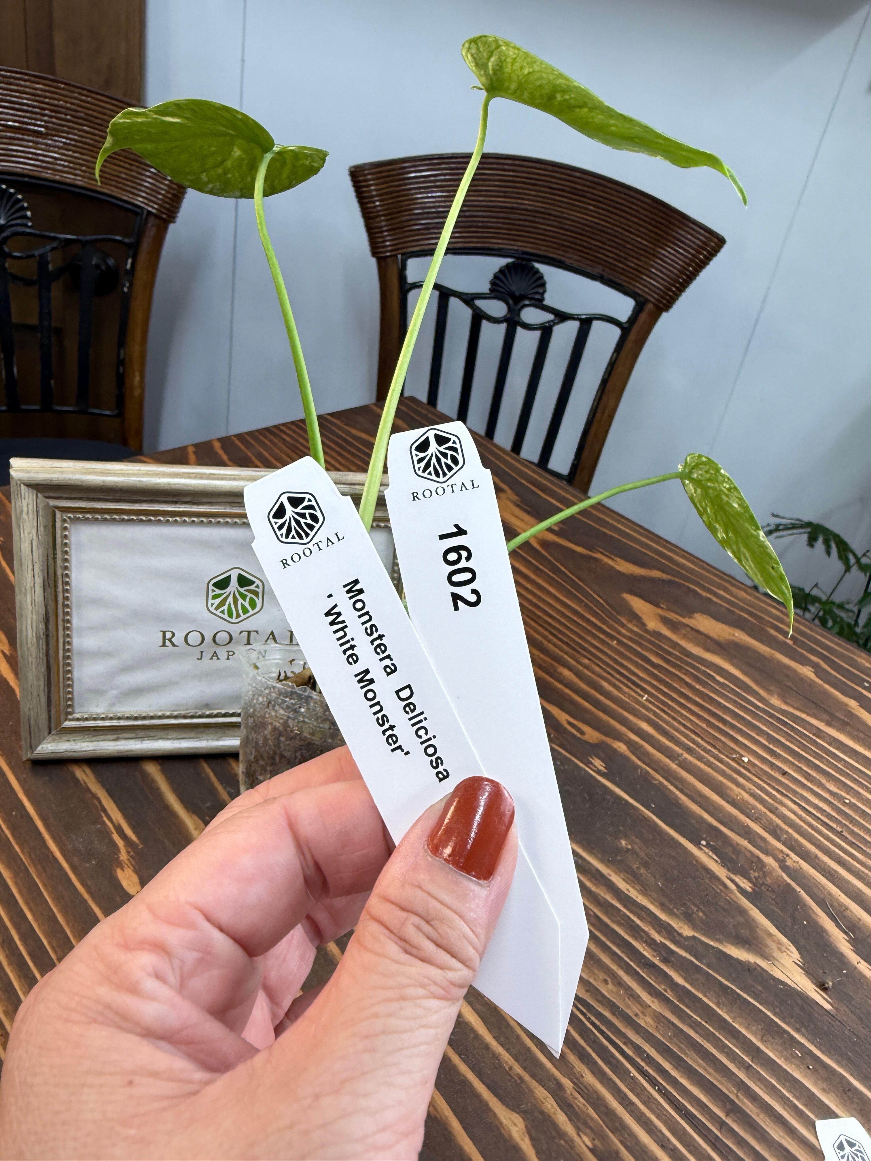 モンステラ | ROOTALPLANTS