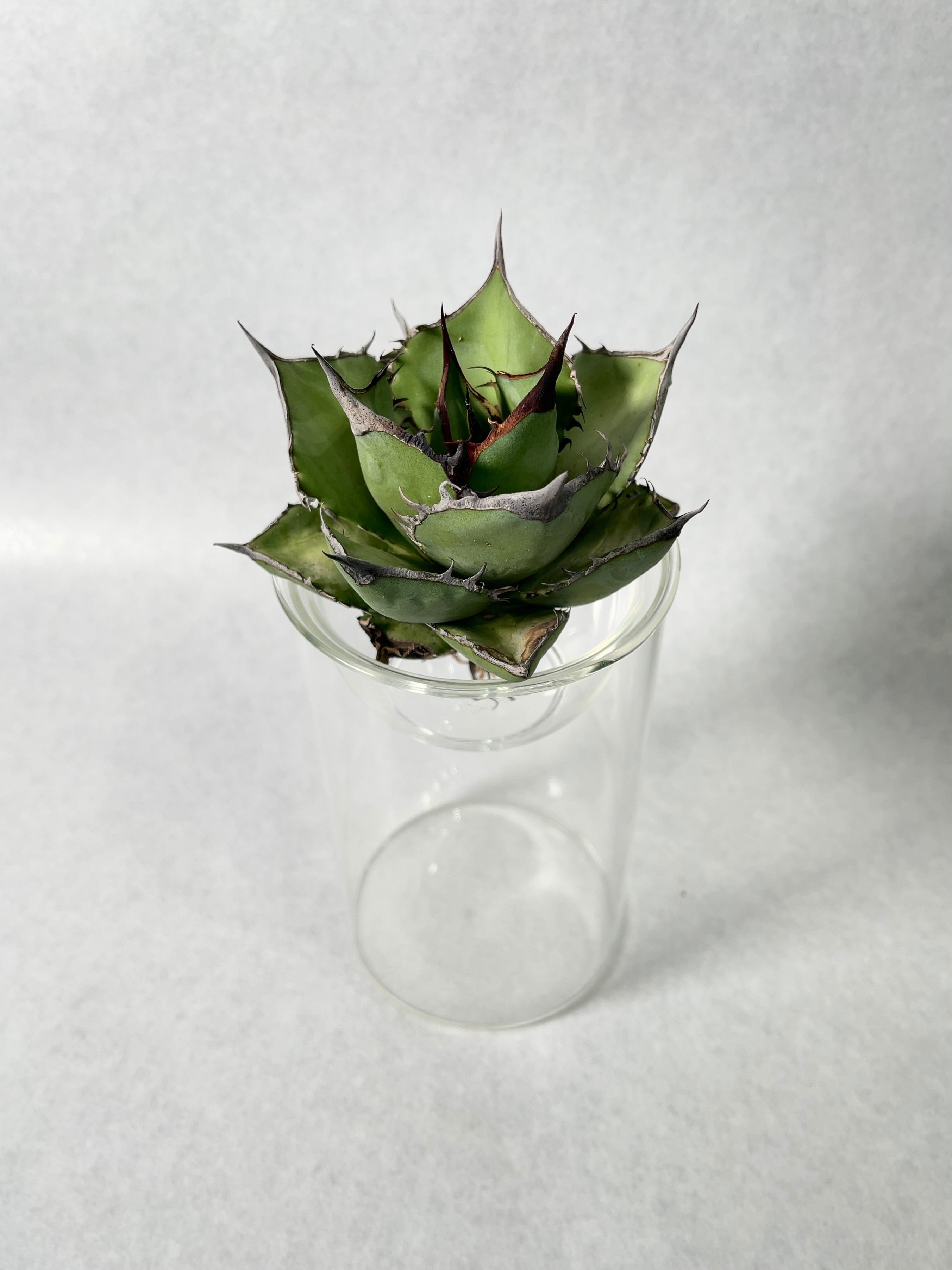 アガベ 海さん 2株 アガベ 海王（Agave titanota “Sea King”） | NR Plants