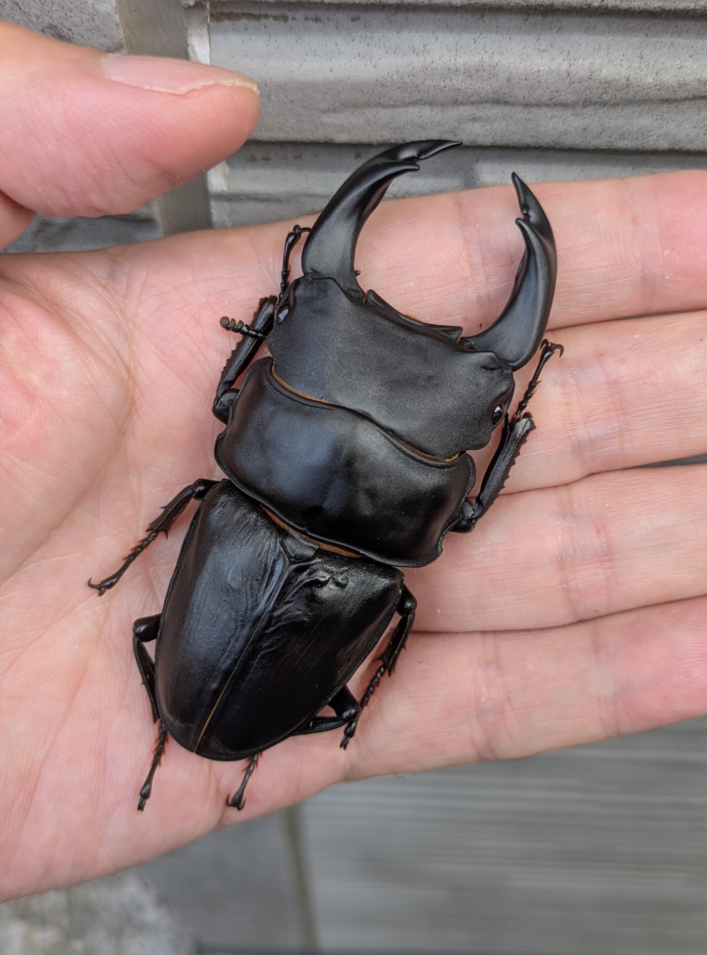 奈良の工場より入荷!オーストラリア原皮・極上仕上げ長毛フリースラグ（4匹物） 楽天市場】kagi カーギ オーストラリアデザイン チョコウェハース 10箱