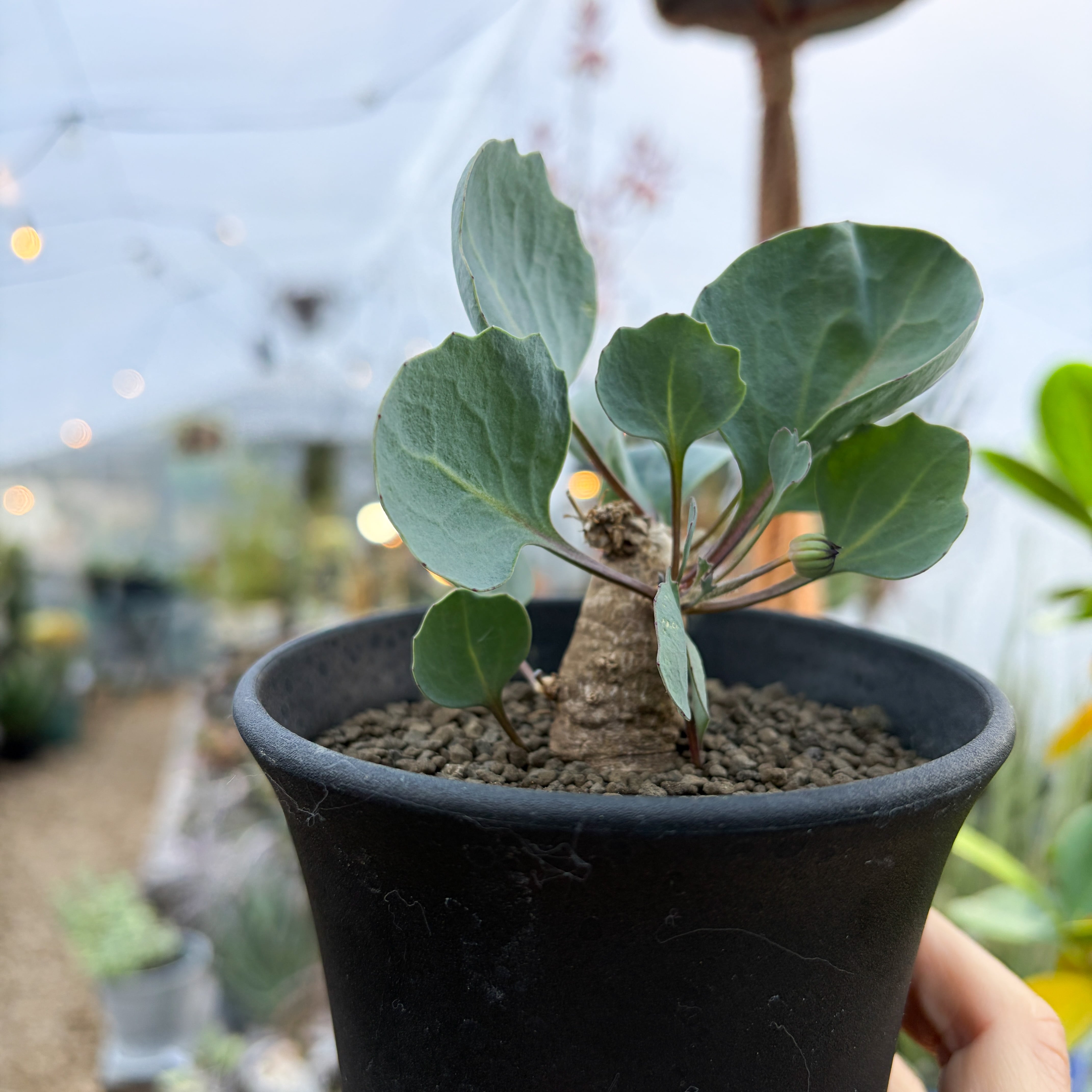 Othonna hederifolia【オトンナ・ヘデリフォリア・実生 Othonna hederifolia【オトンナ・ヘデリフォリア・実生