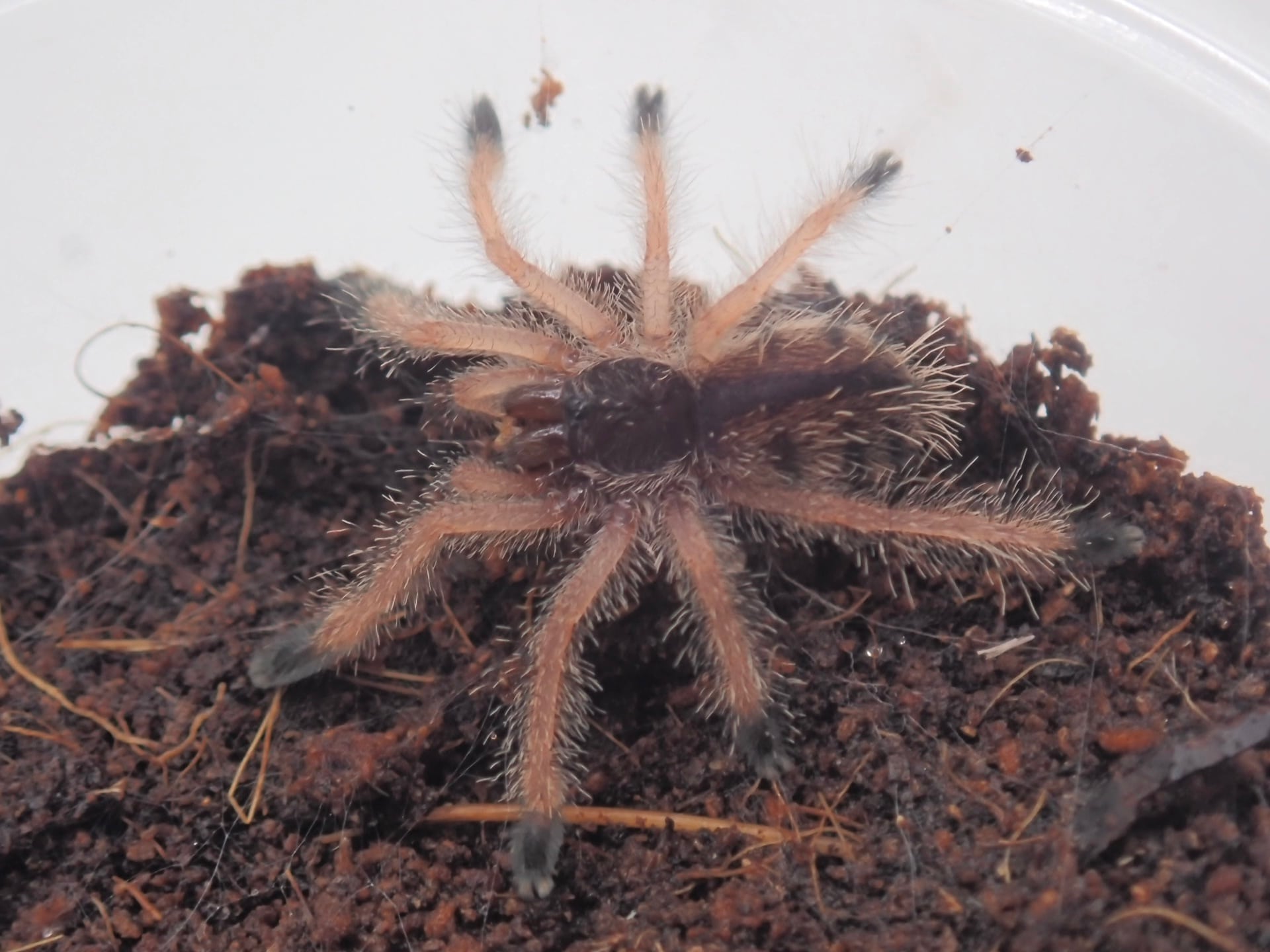 エクアドリアンウーリーピンクトゥ/Avicularia huriana 1匹 幼体
