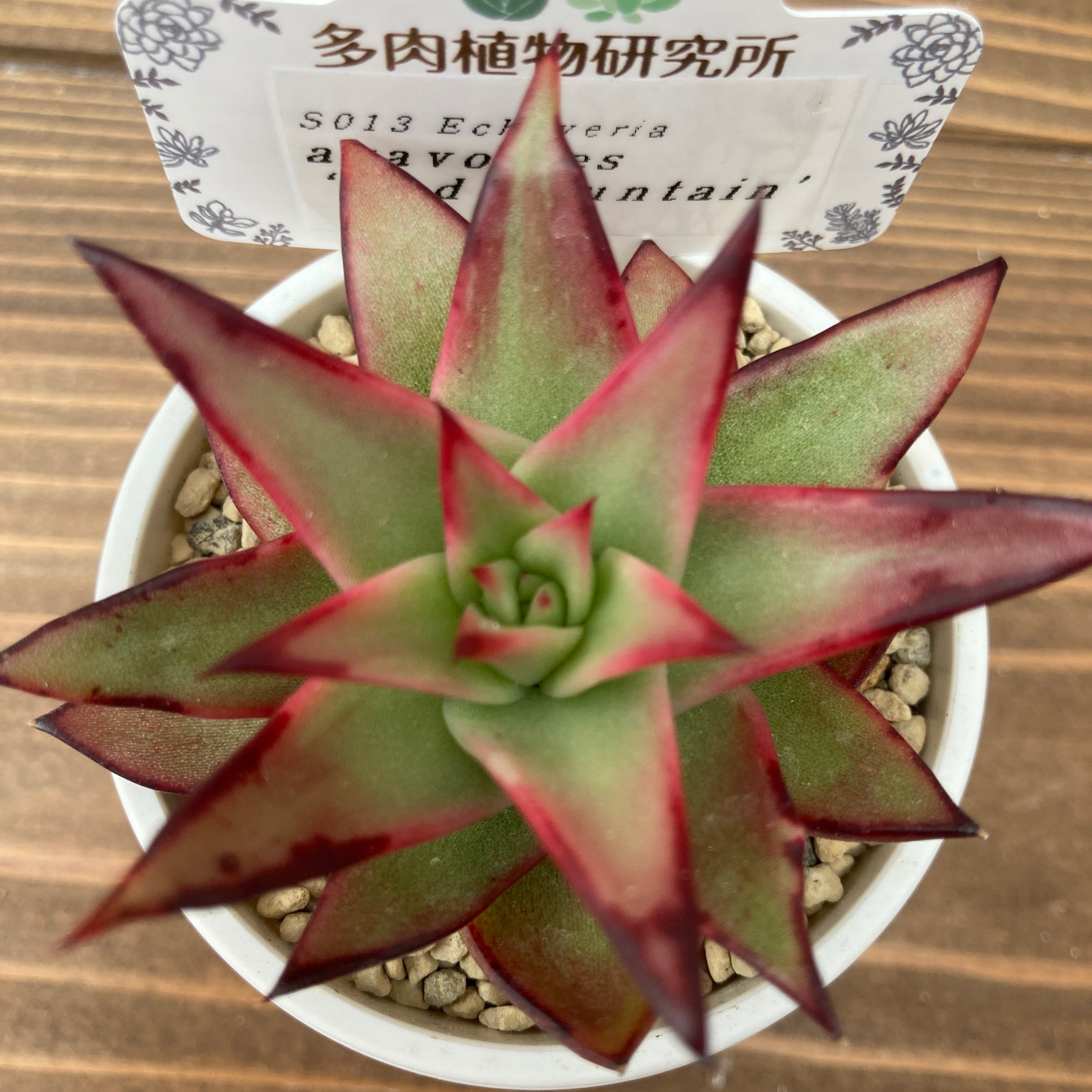 現物商品】ECHEVERIA agavoides 'Red Fountain' | 多肉植物研究所