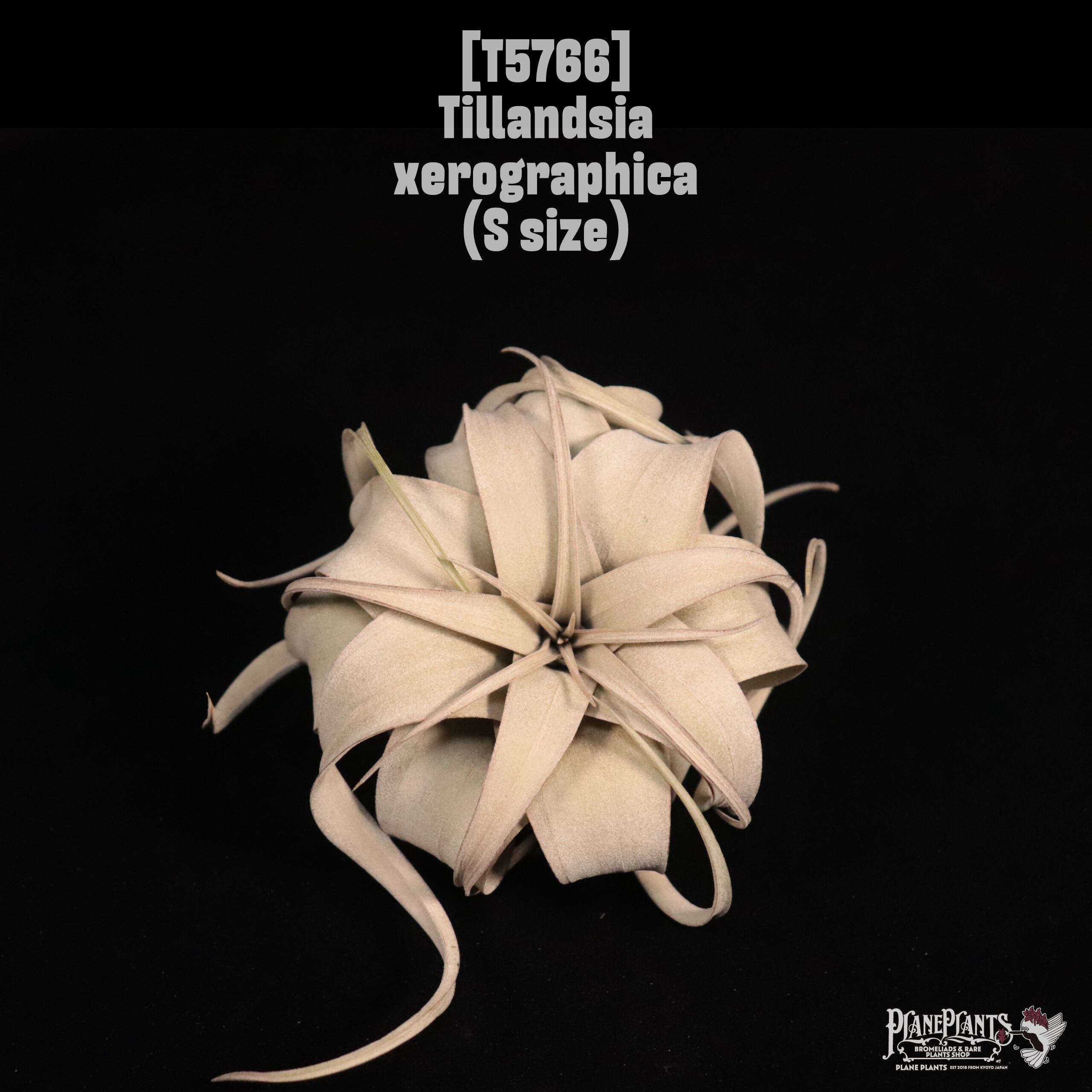 Tillandsia xerographica S 〔ティランジア〕T5766
