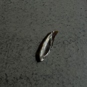 硅砂組 - 散華