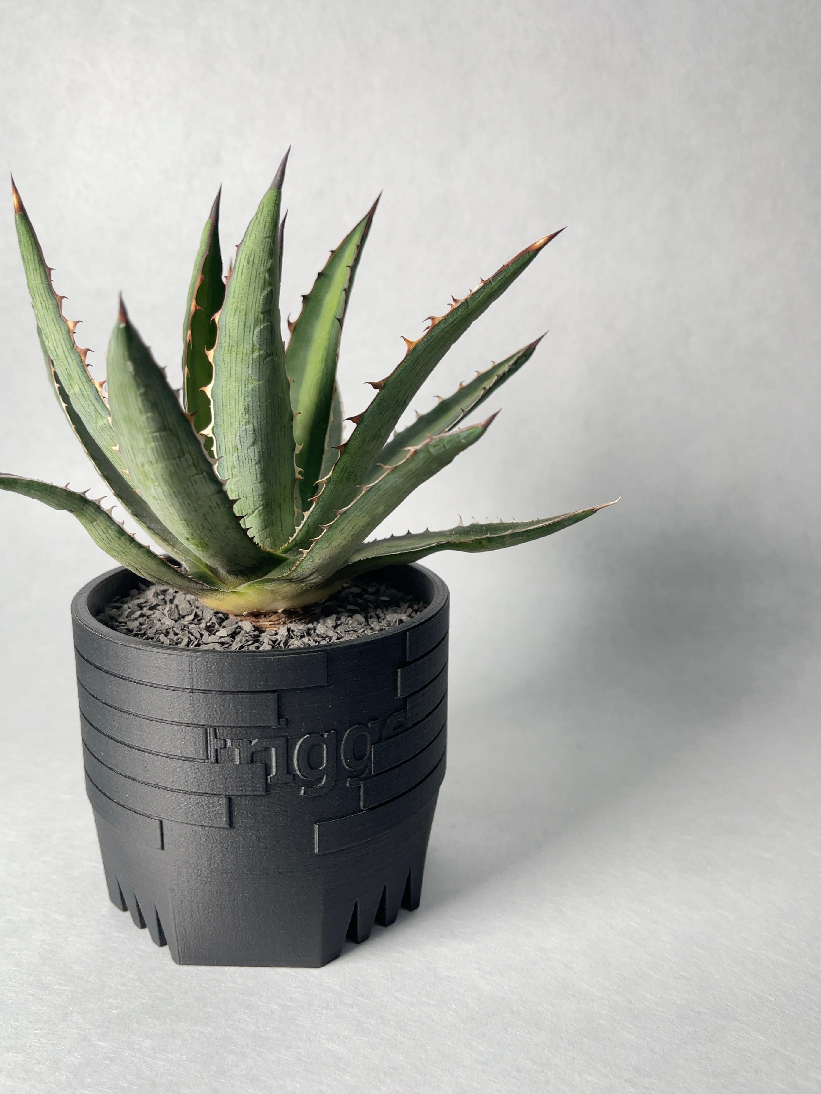 阪本健 陶器鉢 グラキリス パキプス アガベ好きな方 invisible ink raw