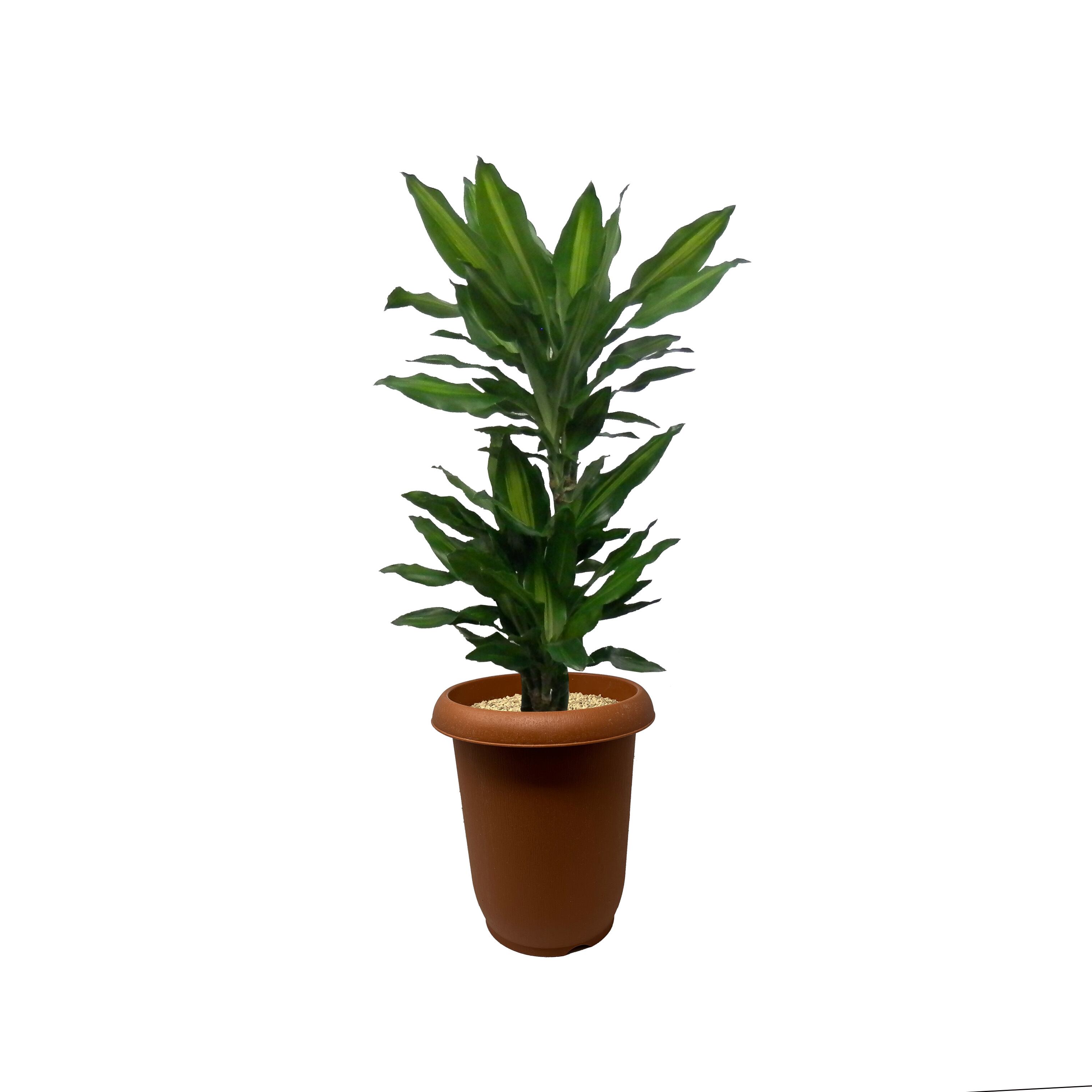 多肉植物 アエオニウム ガーネット錦 美苗 #g2 | PAY ID