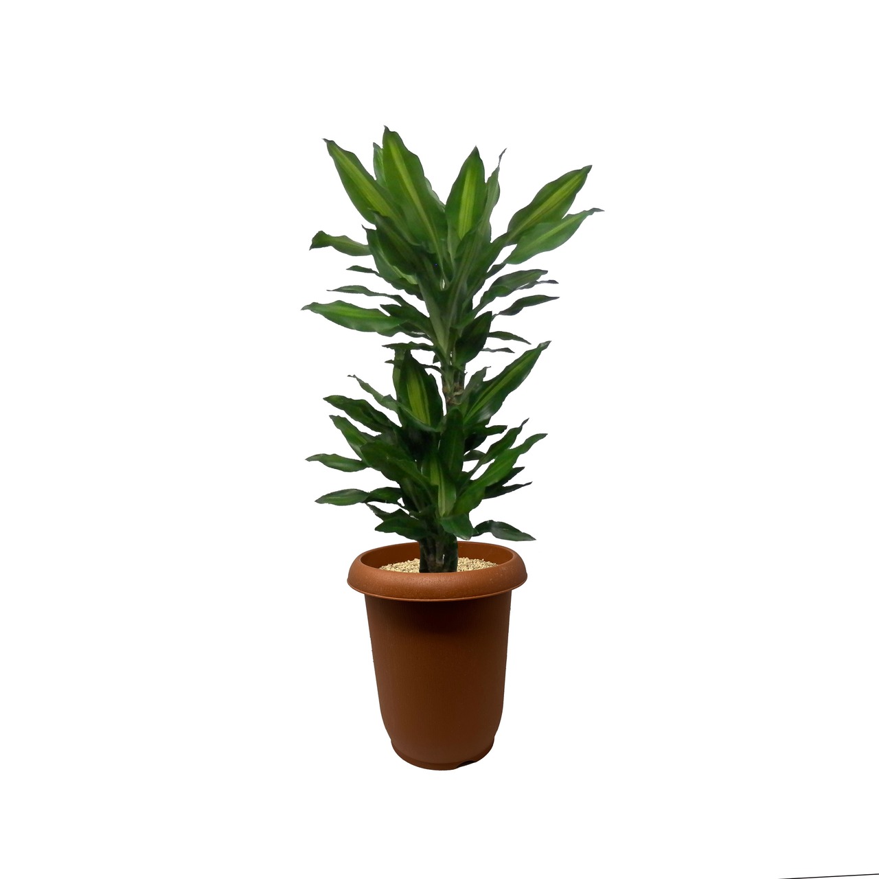 ドラセナ ジュレ 7号