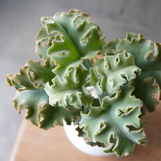 40 Offセール カランコエ ベハレンシス 仙女の舞 白pot Ayanas アヤナス 観葉植物のセレクトショップ 通販 40 Offセール カランコエ ベハレンシス 仙女の舞 白pot Ayanas アヤナス 観葉植物のセレクトショップ 通販