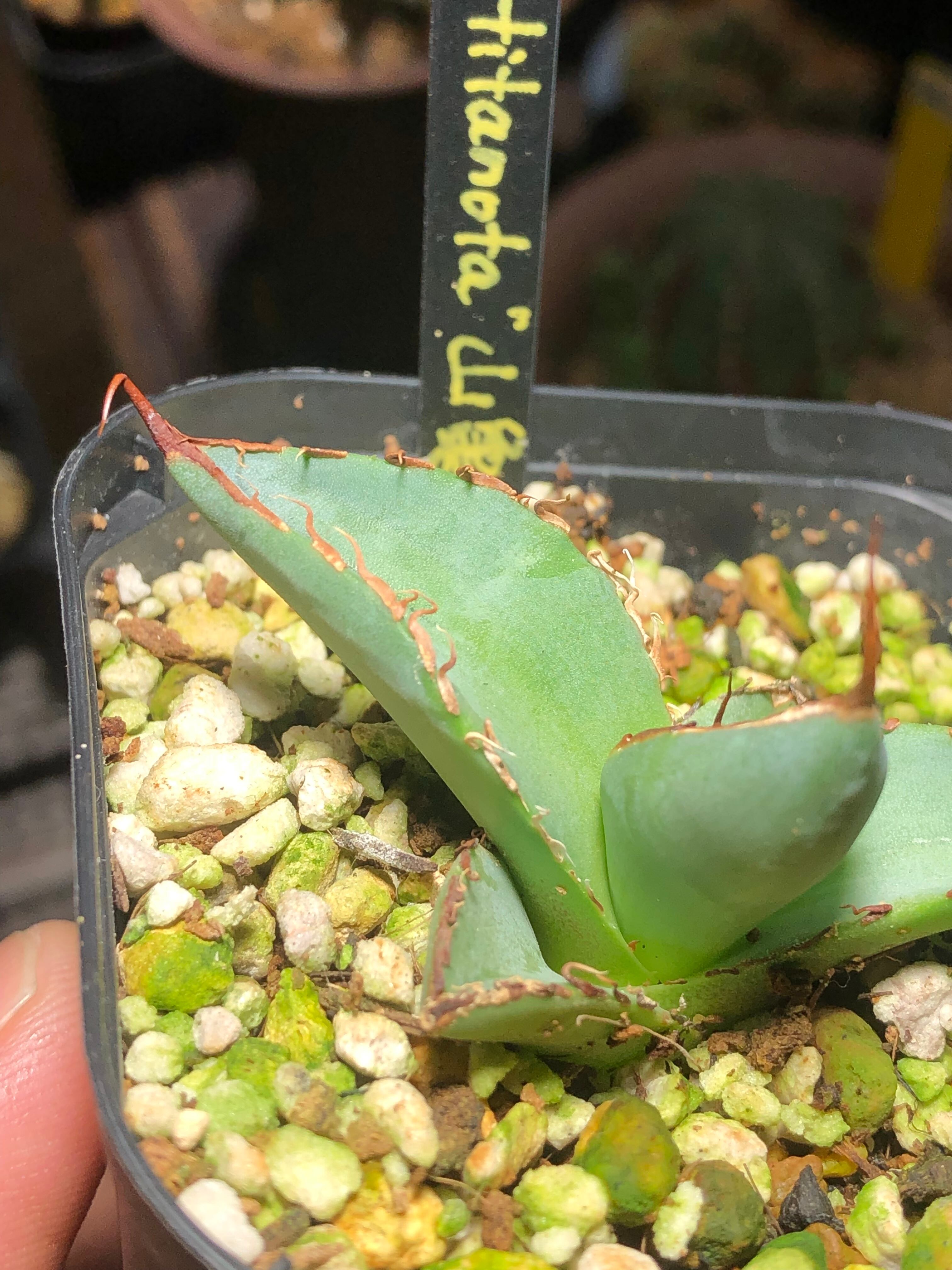 多肉植物アガベ チタノタ 山亀 山の亀 極上 選抜株agave tita