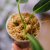 アンスリウム ワロクアーナム / Anthurium Warocqueanum⑯ / 観葉植物<育て方・花言葉>