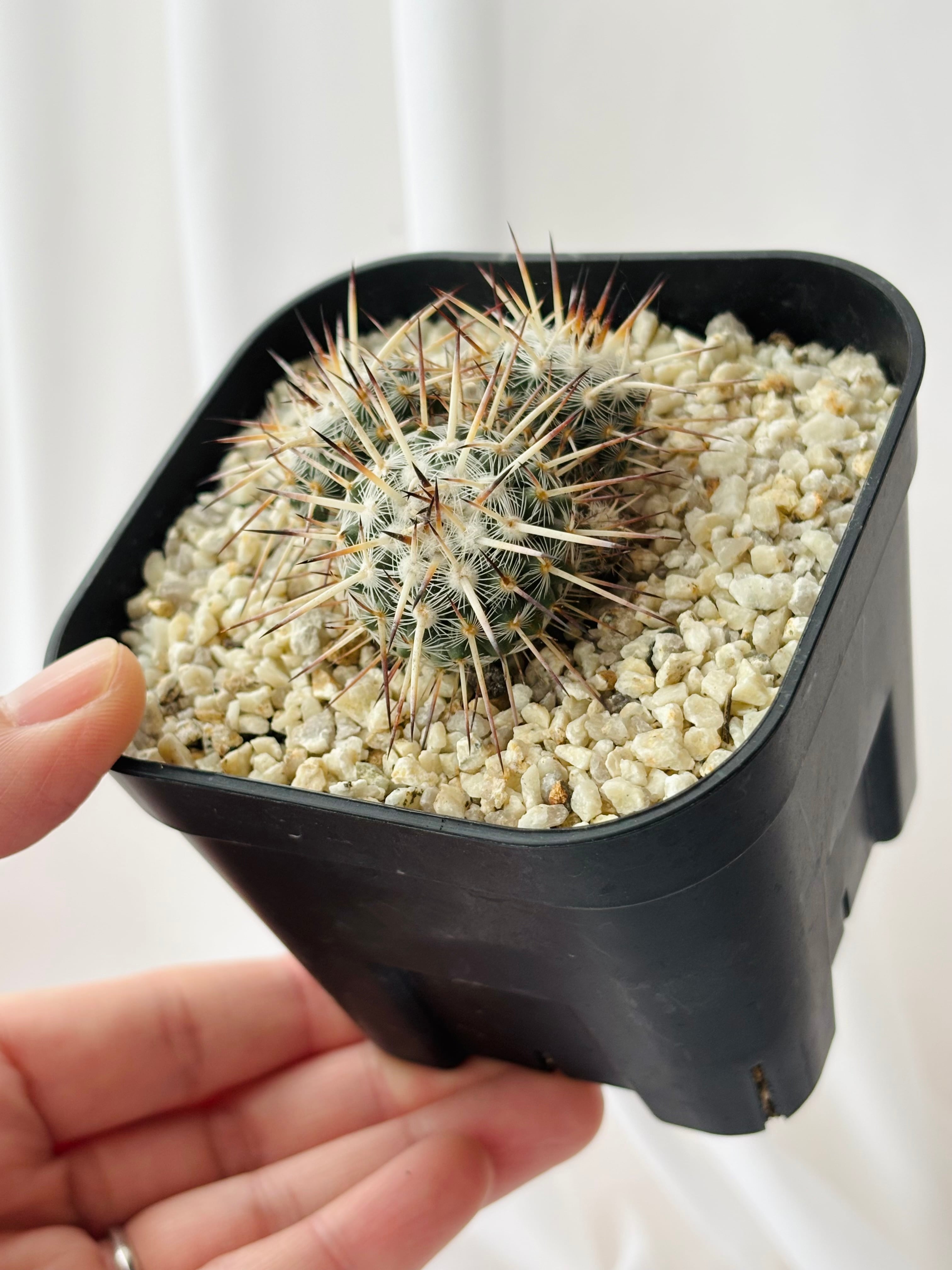 Mammillaria parkinsonii 'Azarashi' マミラリア アザラシ サボテン