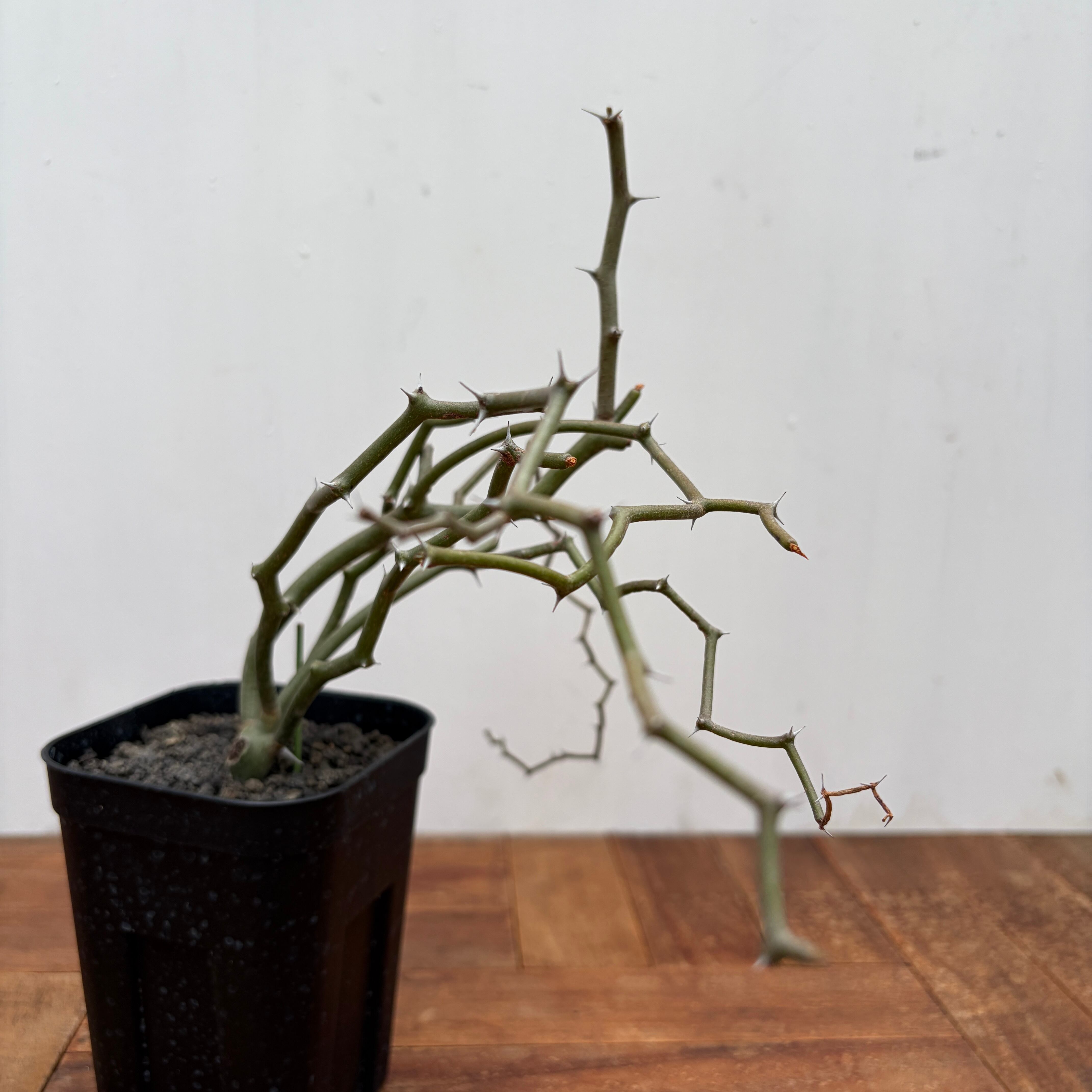 Decarya madagascariensis【デカリヤ・マダガスカリエンシス