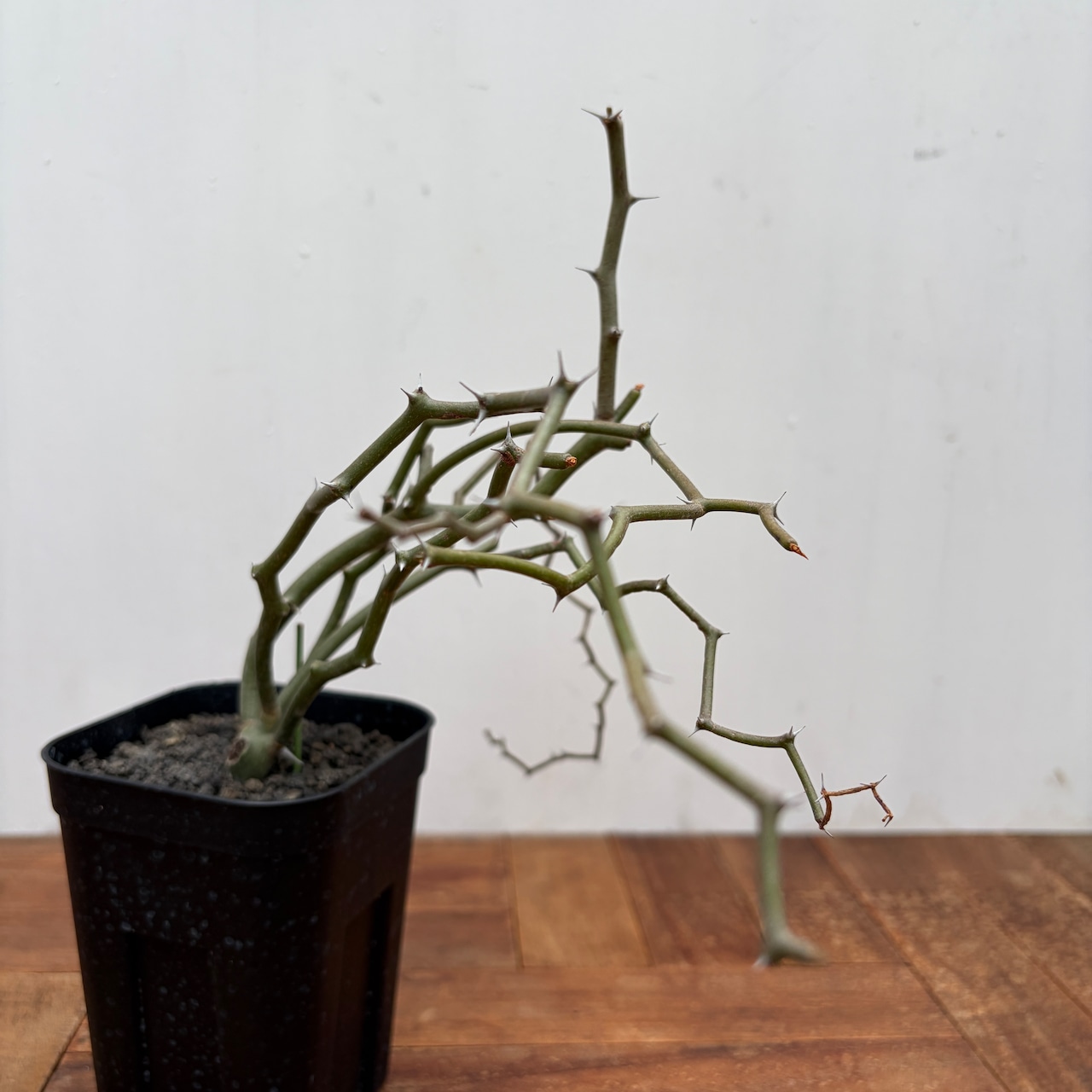 Decarya madagascariensis【デカリヤ・マダガスカリエンシス】
