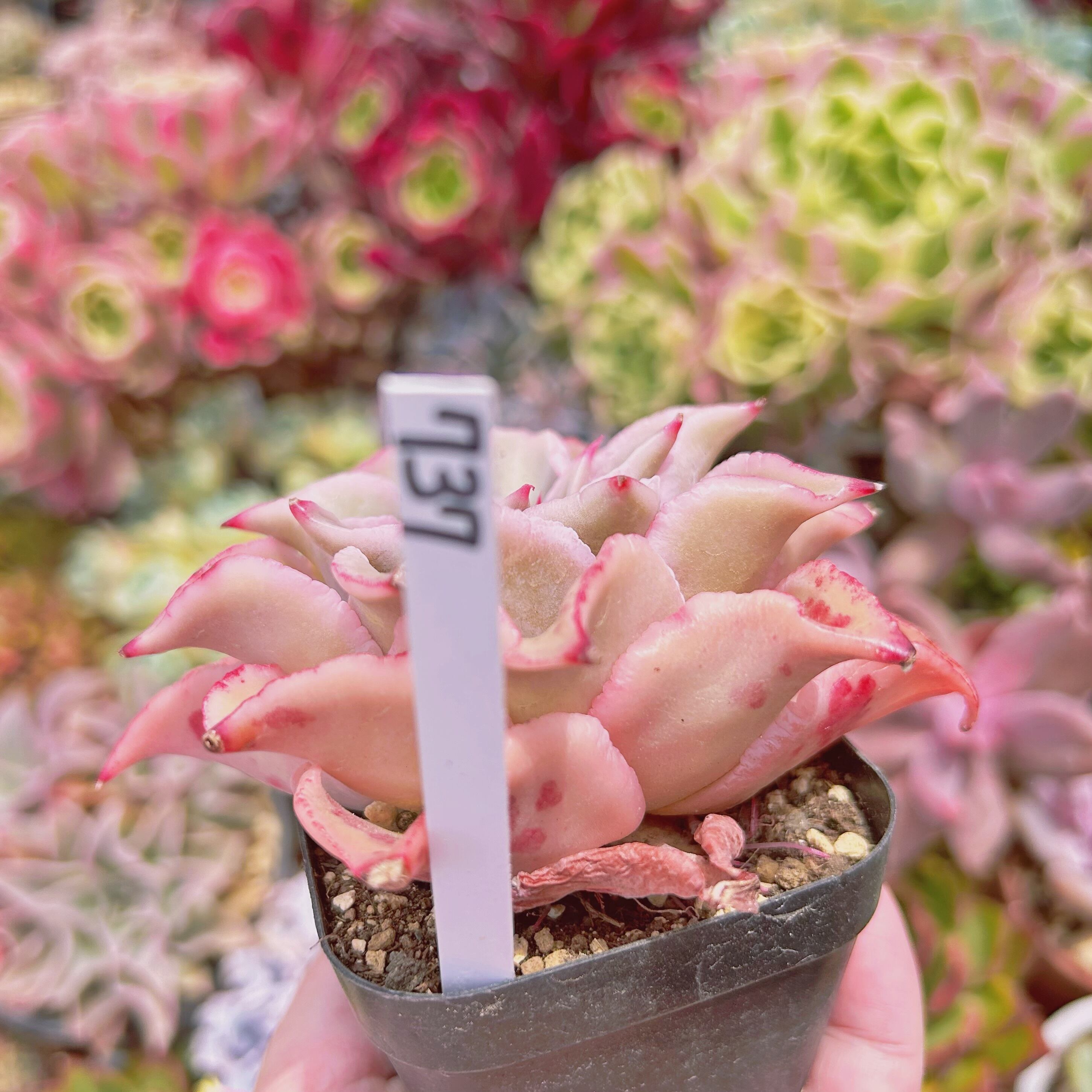 737現物 多肉植物 血斑マディバ 特大 | るる農園~多肉植物専門