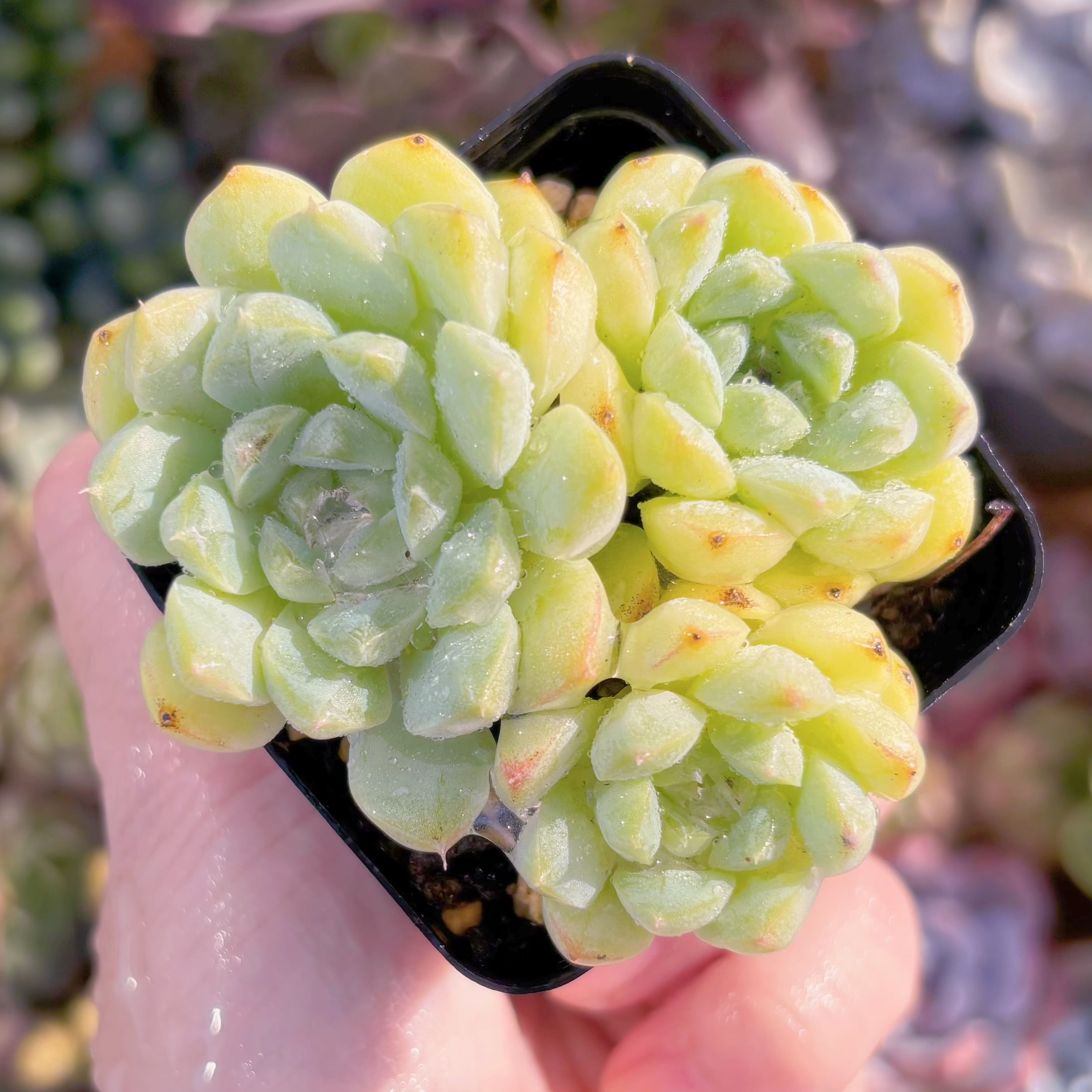 現品　美妮#F068　るる農園