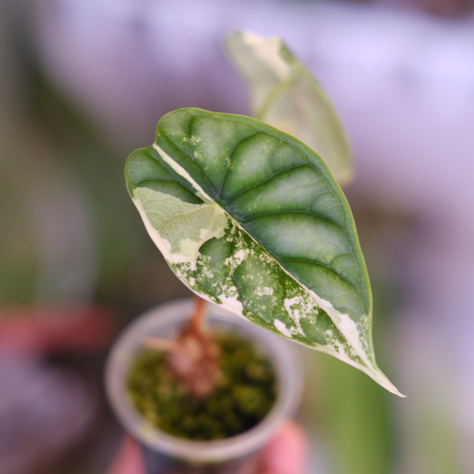 Alocasia dragon scale varigated⑦│アロカシア ドラゴンスケール 斑