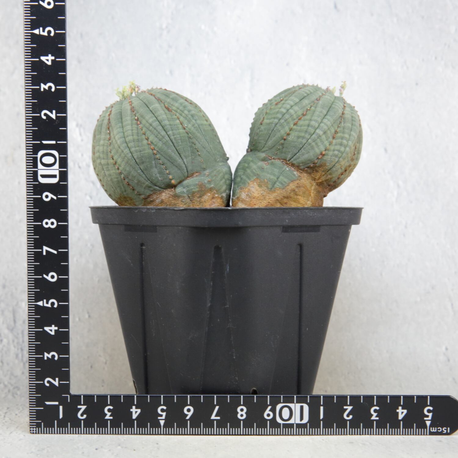 メス株【超厳選株】大株 アシンメトリー ダブルヘッド 捻じれ オベサ