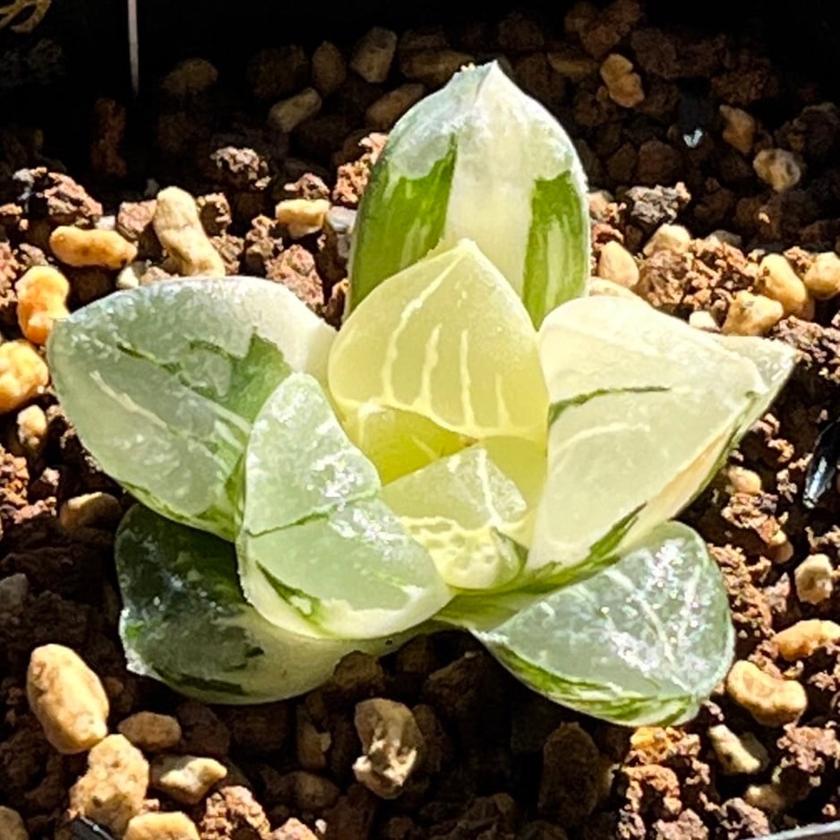 ハオルチア ムチカ錦 極上斑 ハオルチア ムチカ錦① | mocono_plants