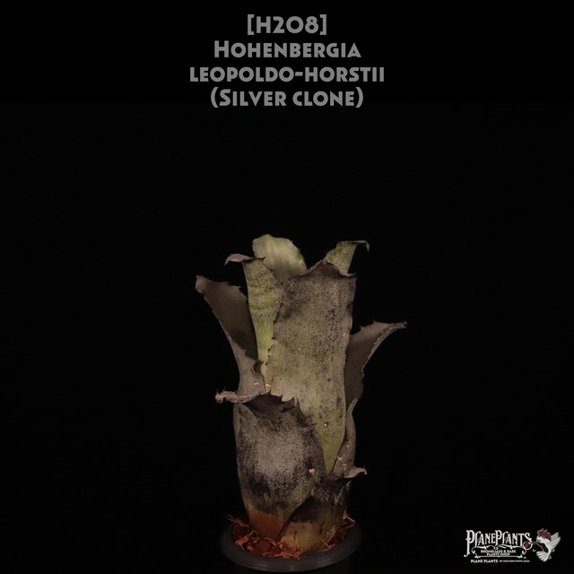 【reserved】Hohenbergia 'TJ Leo Ripple'〔ホヘンベルギア〕現品発送H213