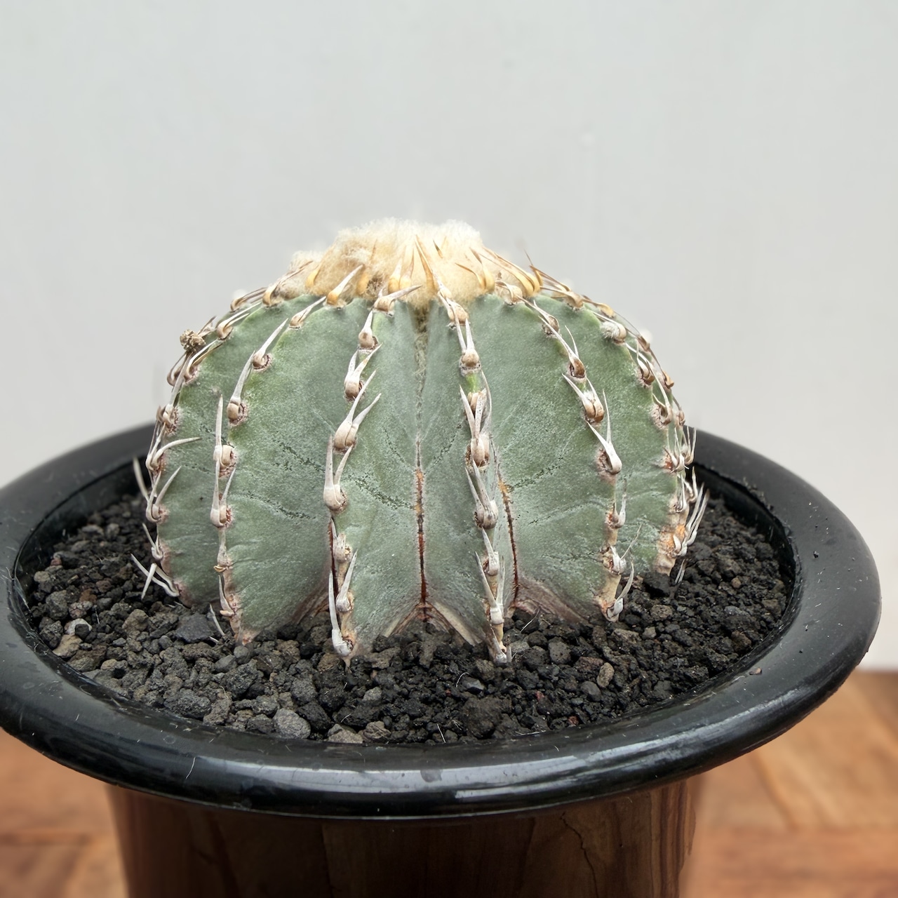 Geohintonia mexicana【ゲオヒントニア・メキシカーナ】