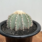 Geohintonia mexicana【ゲオヒントニア・メキシカーナ】