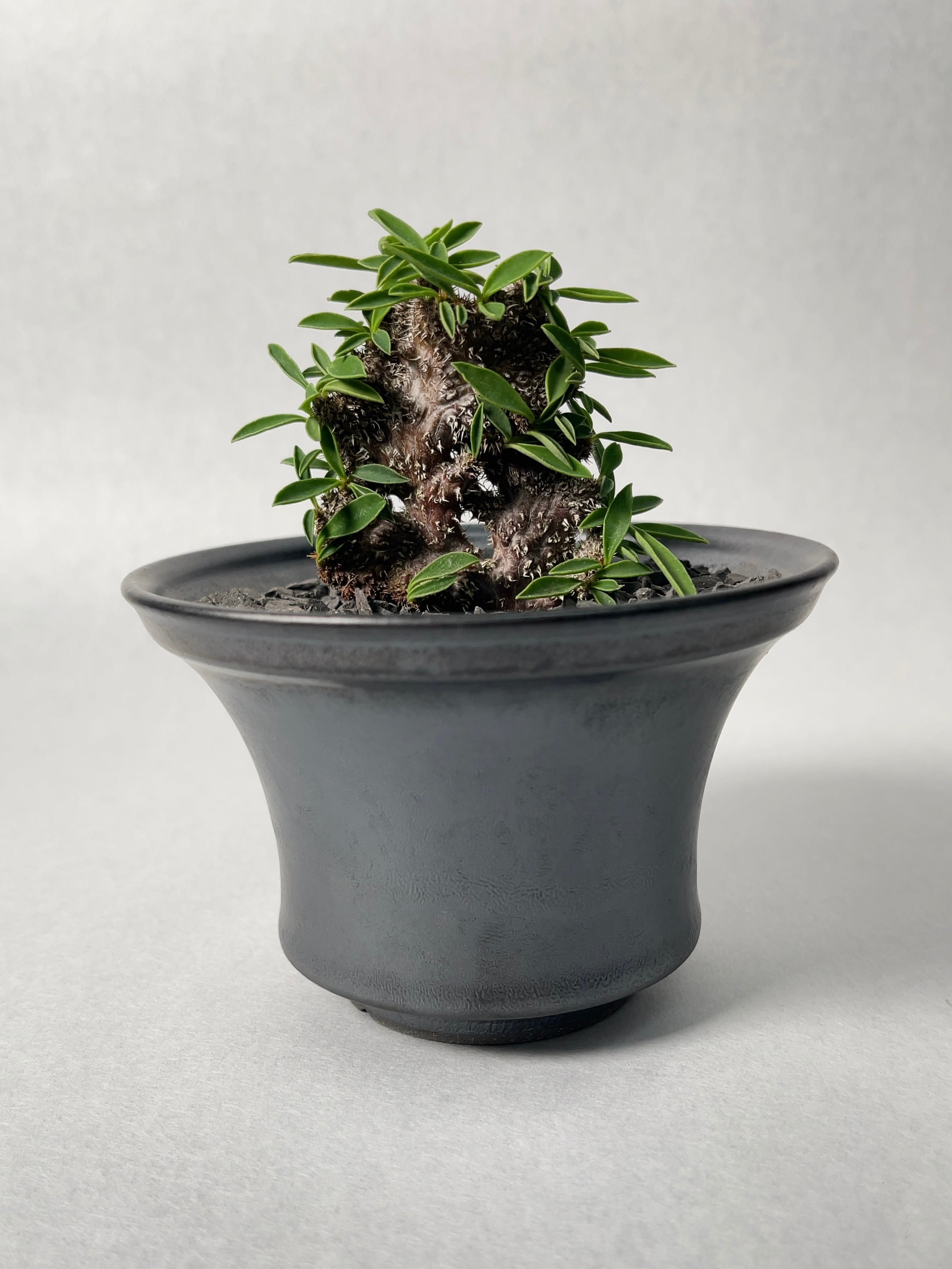 9329d18a8dacae2915033a7127c7fd