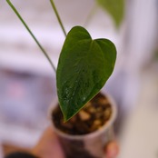 Anthurium Queen of Heart│アンスリウム クイーン オブ ハート│観葉植物