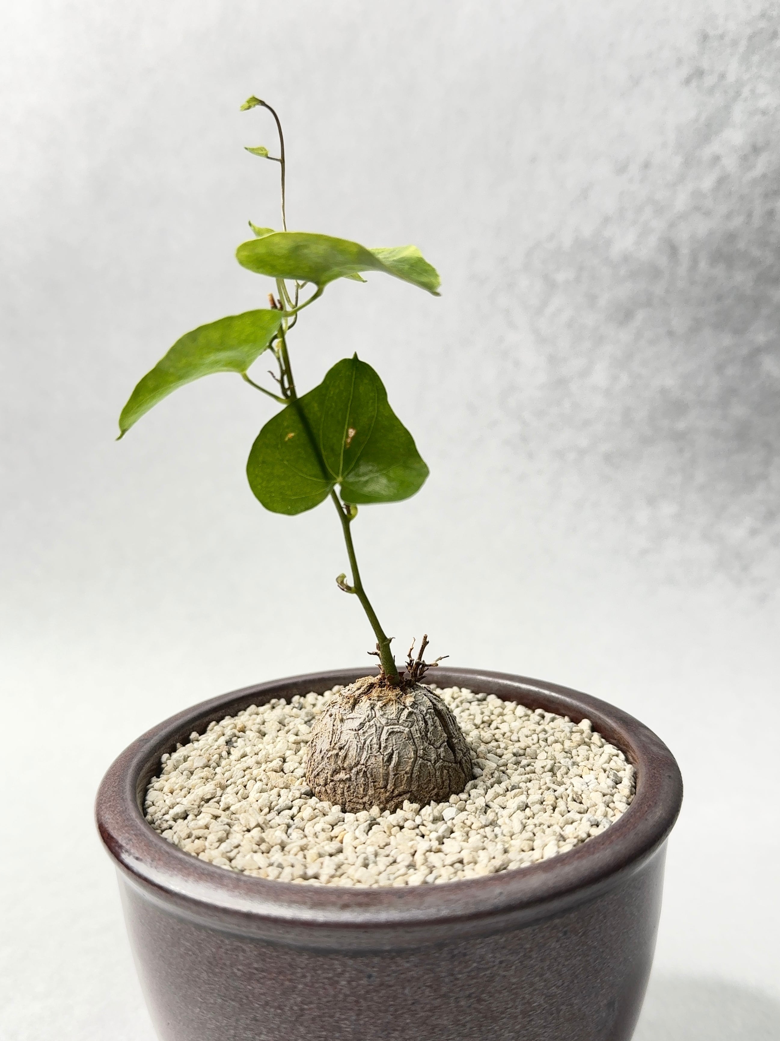 ディオスコレア・亀甲竜 | trigger